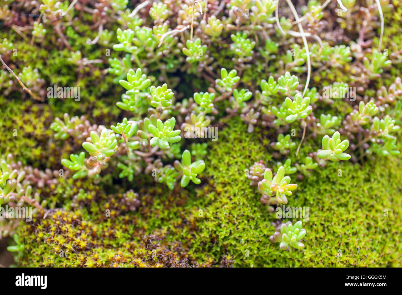 La botánica, pequeñas plantas suculentas y musgo de la roca en las montañas en Tirol del Sur, Additional-Rights-Clearance-Info-Not-Available Foto de stock