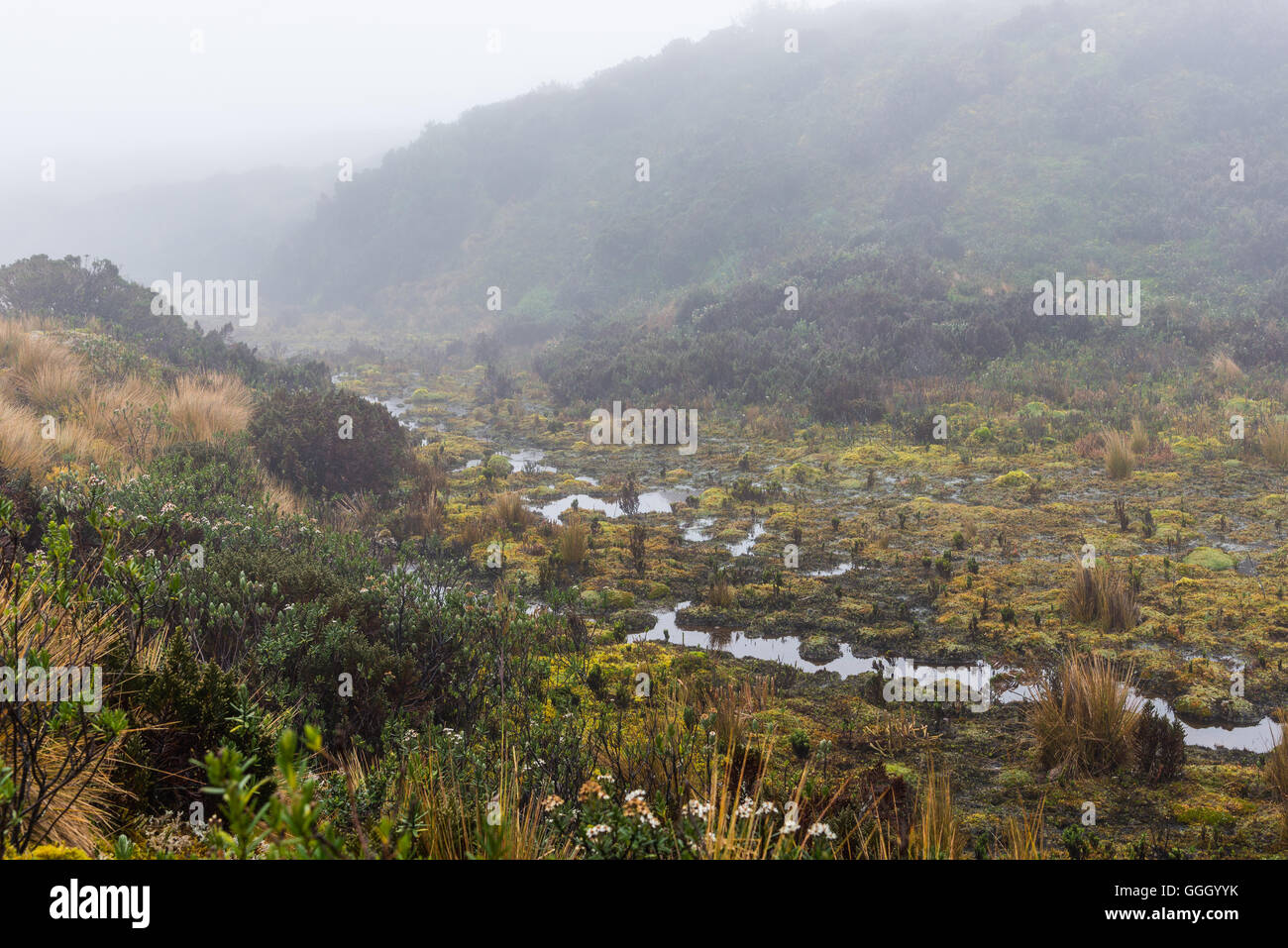 Colorida vegetación de páramo los humedales en la alta cordillera de Los Andes. Reserva Ecológica Cayambe Coca. Ecuador, América del Sur. Foto de stock