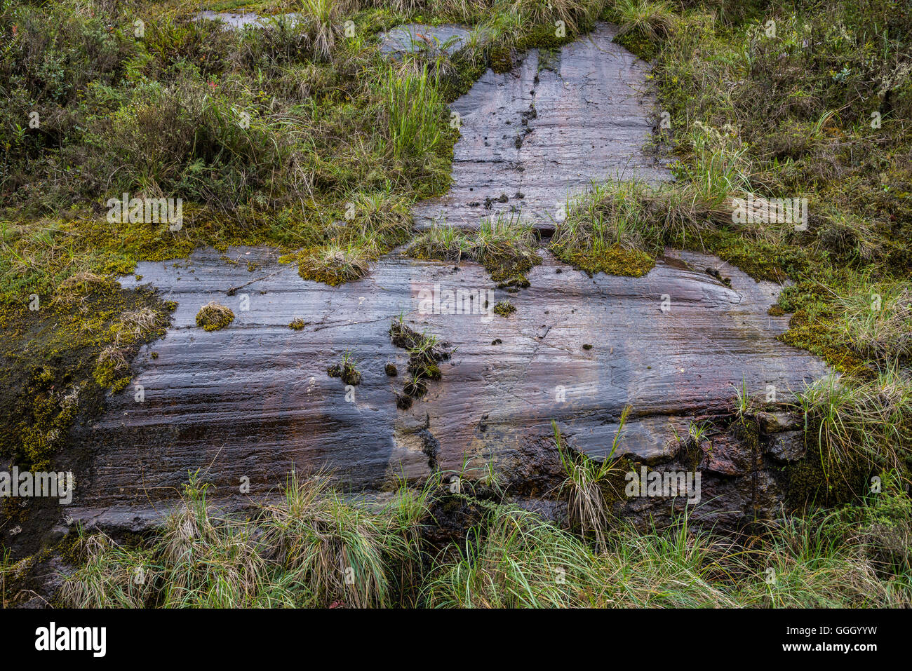 Estrías glaciales tallado en la pared de la roca en la alta cordillera de Los Andes. Reserva Ecológica Cayambe Coca. Ecuador, América del Sur. Foto de stock