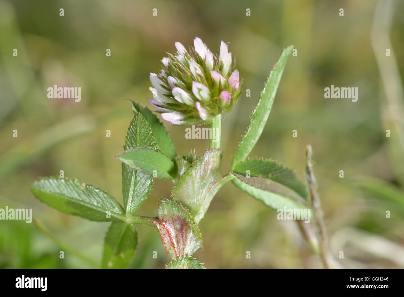 Vertical - trébol Trifolium strictum Foto de stock