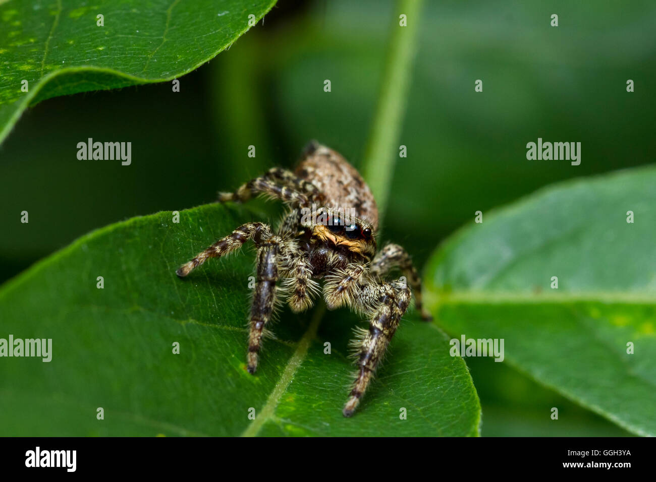 Springspinne, Insekt, Spinne, Tramo, Fauna, Beine, Körper, Augen, Makro, Nah, gross, spider natur, blatt, blätter, grün Foto de stock