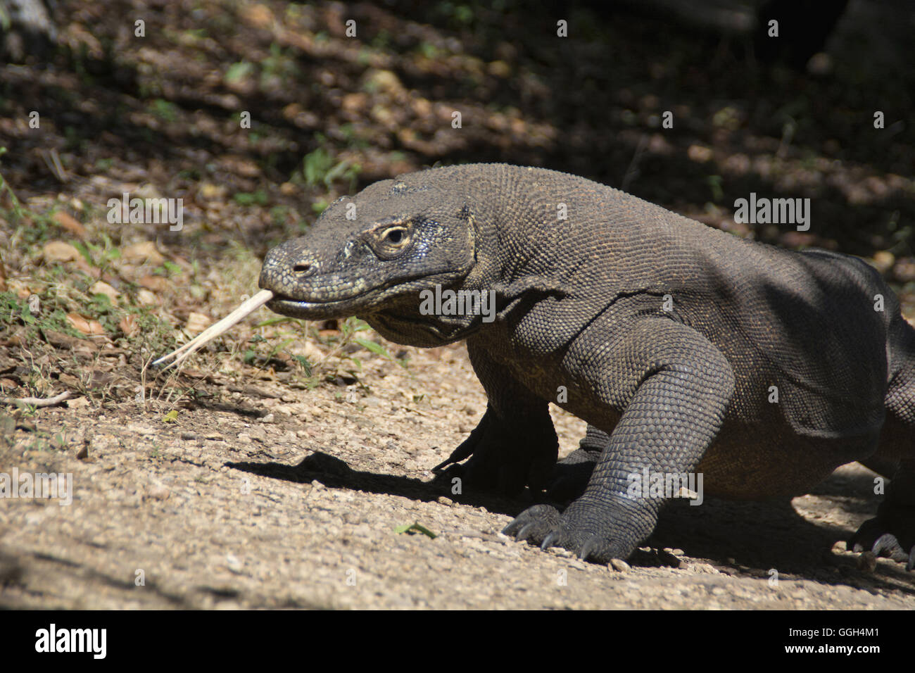 El dragón de Komodo (Indonesia). El dragón de Komodo es una especie vulnerable y está en la Lista Roja de la UICN, el Parque Nacional de Komodo fue fou Foto de stock