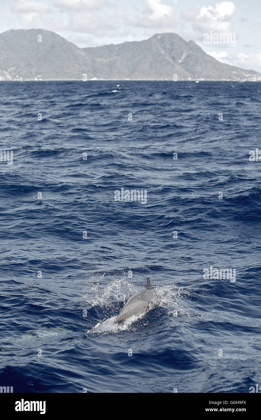Natación delfín, Dominica, Antillas, Caribe Foto de stock