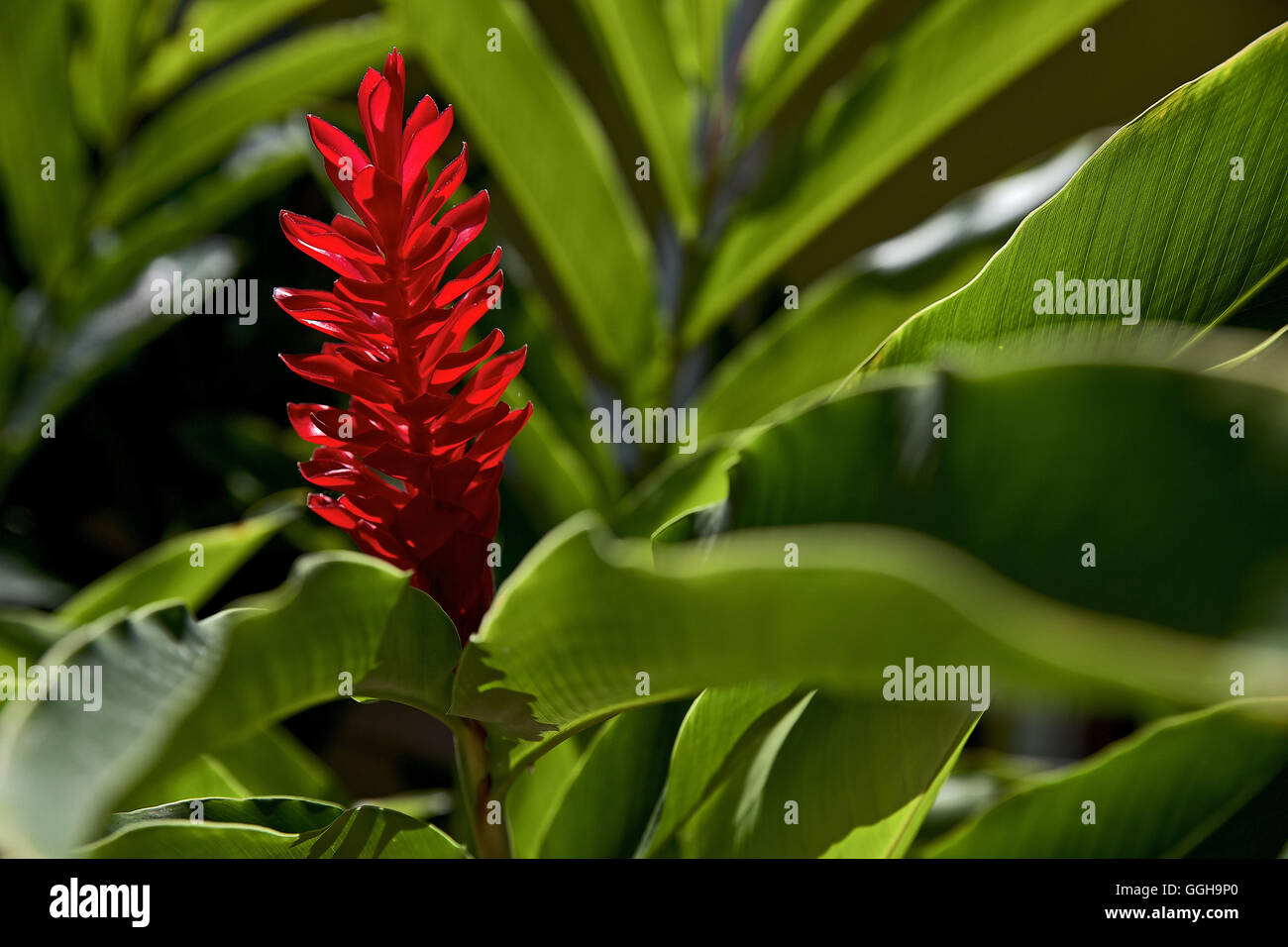 Flor roja, Dominica, Antillas, Caribe Foto de stock