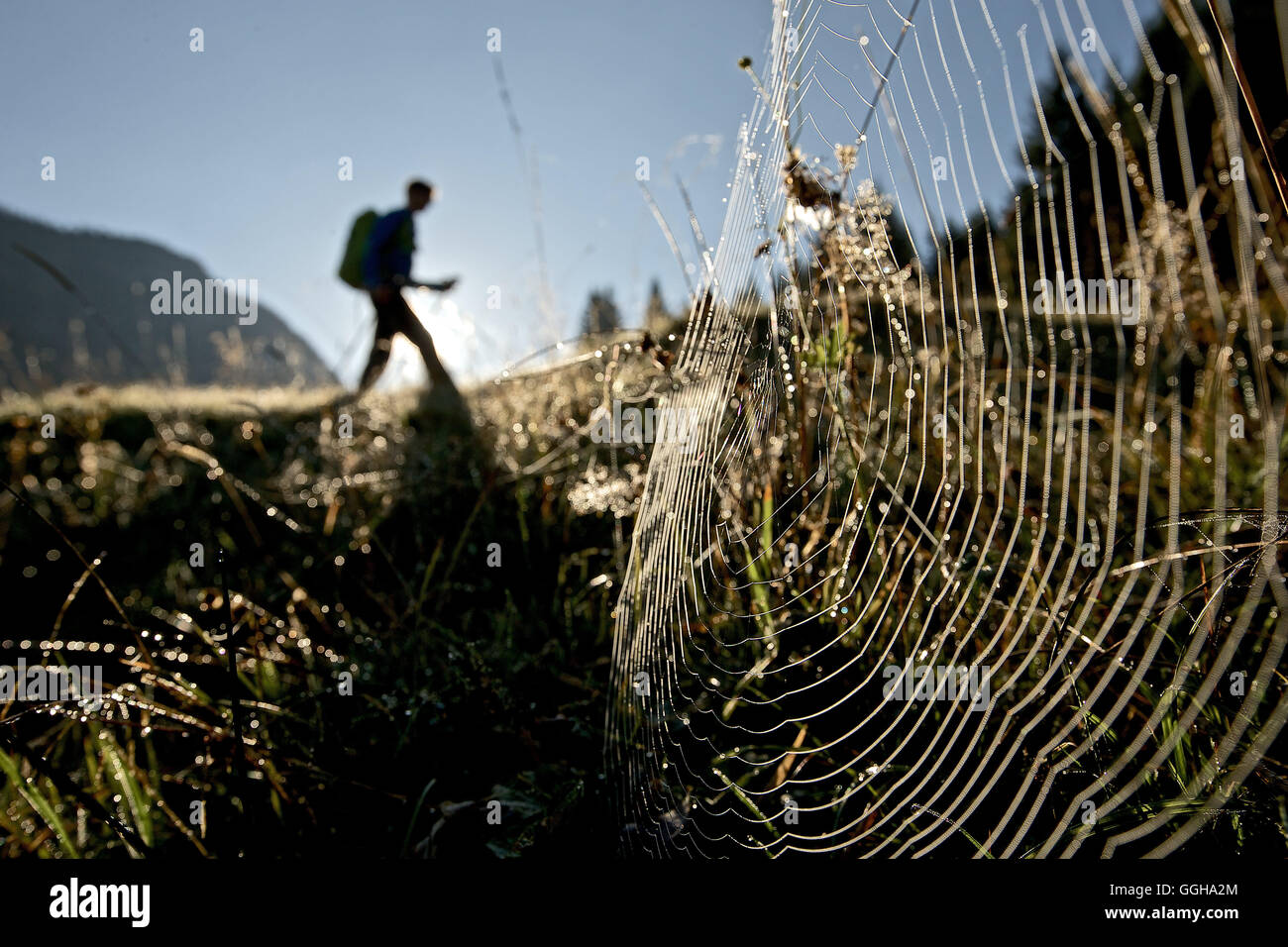 Tela de Araña en una pradera delante de un excursionista masculinos, Oberstdorf, Baviera, Alemania Foto de stock