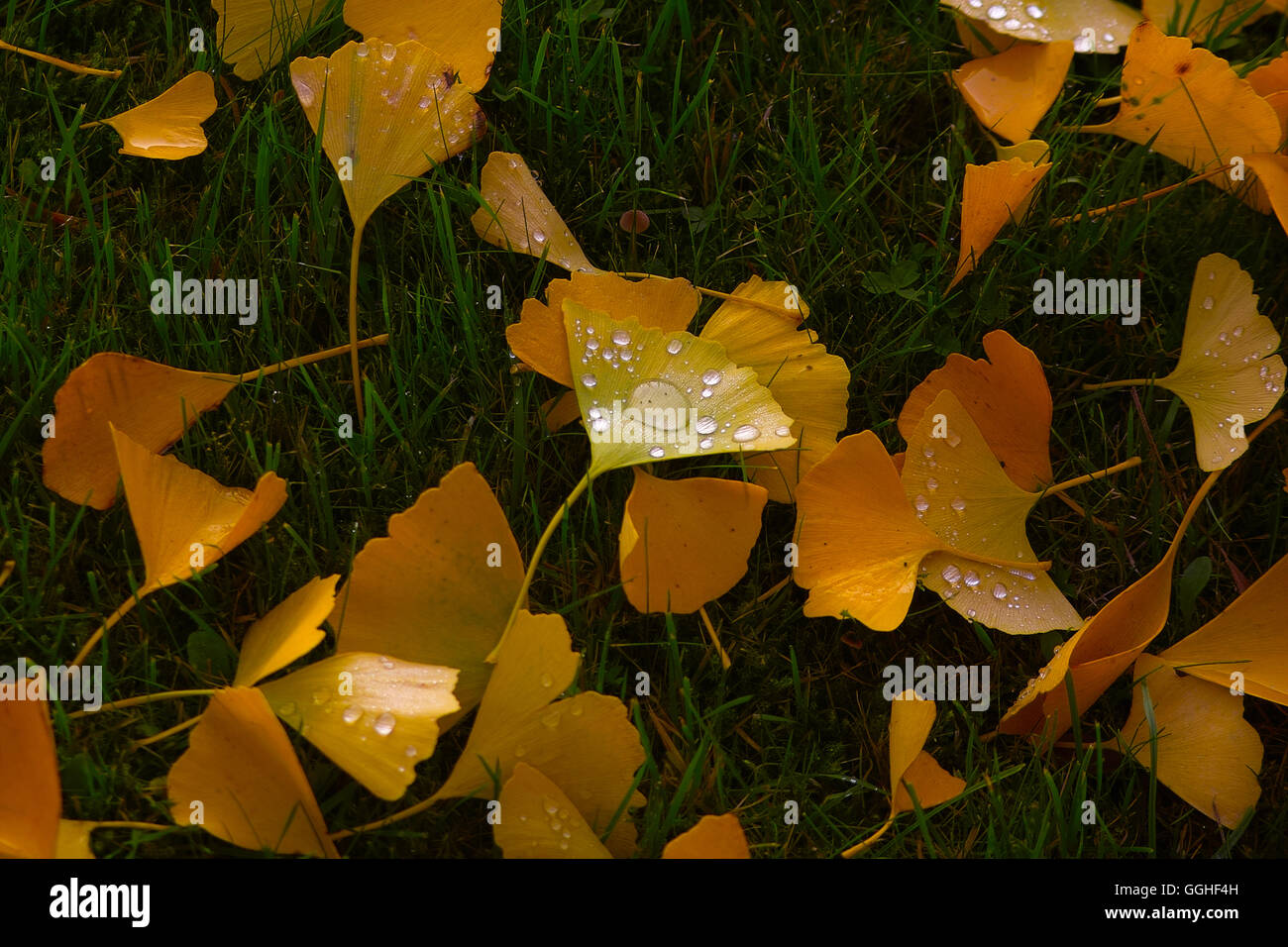 Gingko gingko hojas de otoño con gotas de lluvia / mit regentropfen herbstlaub des Ginkgo (Gingko biloba) Foto de stock