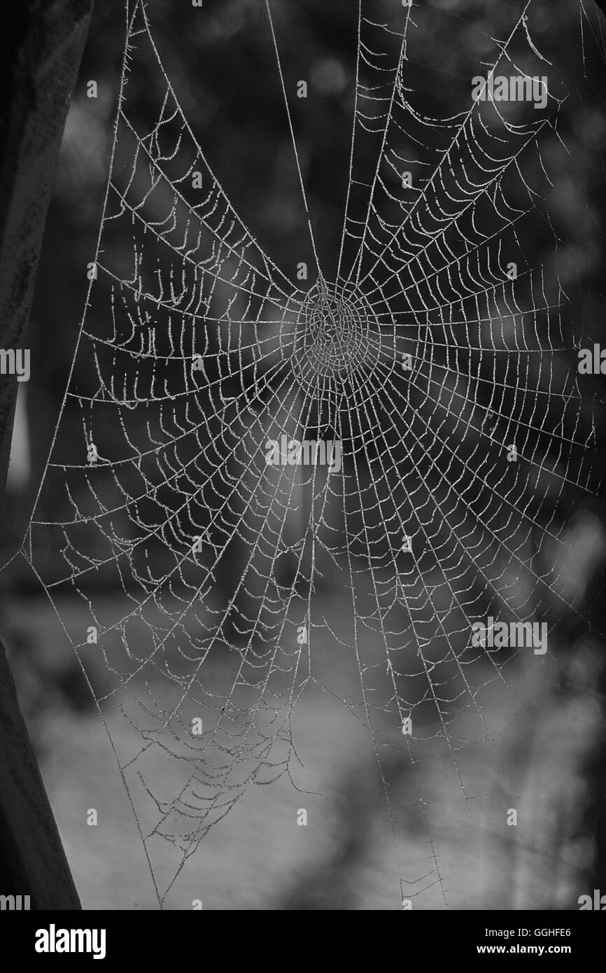 Telaraña de araña, telaraña con gotas de lluvia, foto en blanco y negro / spinnennetz, mit, regentropfen spinnengewebe tautropfen Foto de stock