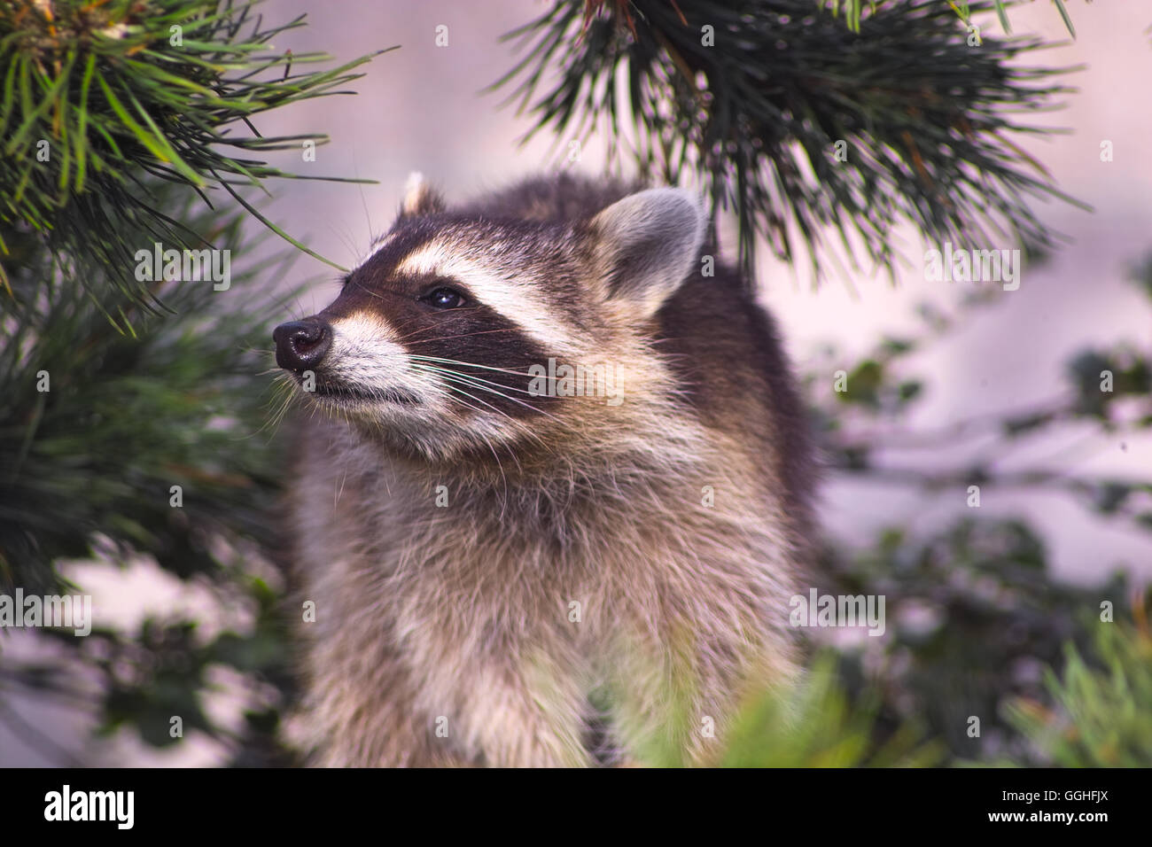 Norteamérica / Nordamerikanischer Racoon, mapache (Procyon lotor) Waschbär animal, oso, fauna, waschbär, bär, tramo Foto de stock