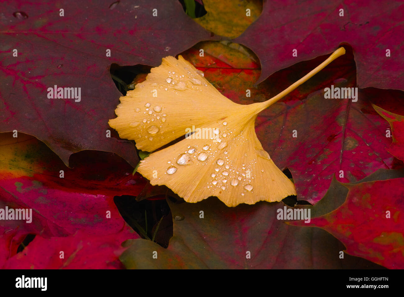 Otoño ginkgo hojas con gotas de lluvia, mit regentropfen herbstlaub des Ginkgo (Gingko biloba) Foto de stock