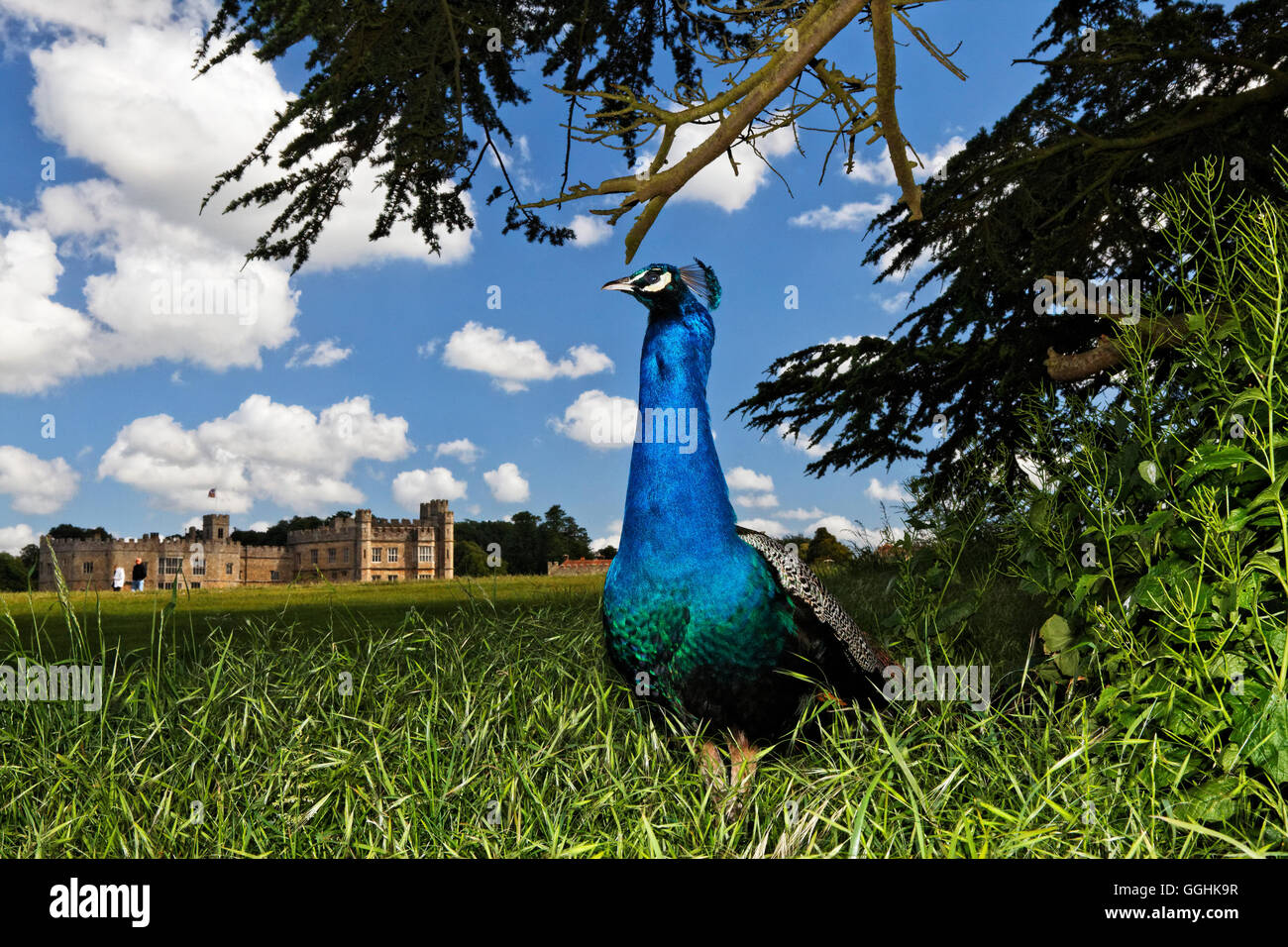 Peacock en Leeds Castle, Maidstone, Kent, Inglaterra, Gran Bretaña Foto de stock