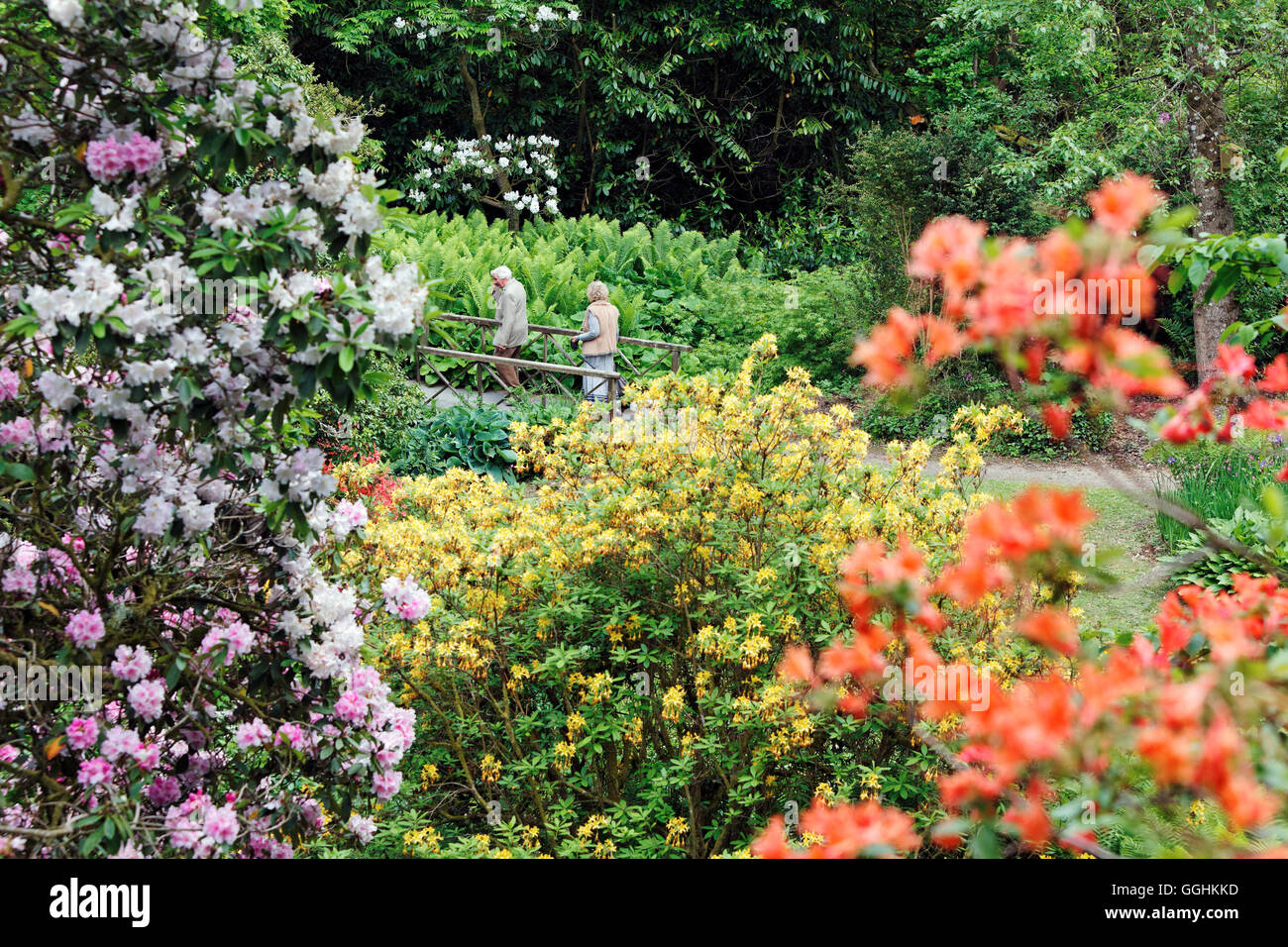 Minterne Gardens, Dorset, Inglaterra, Gran Bretaña Foto de stock