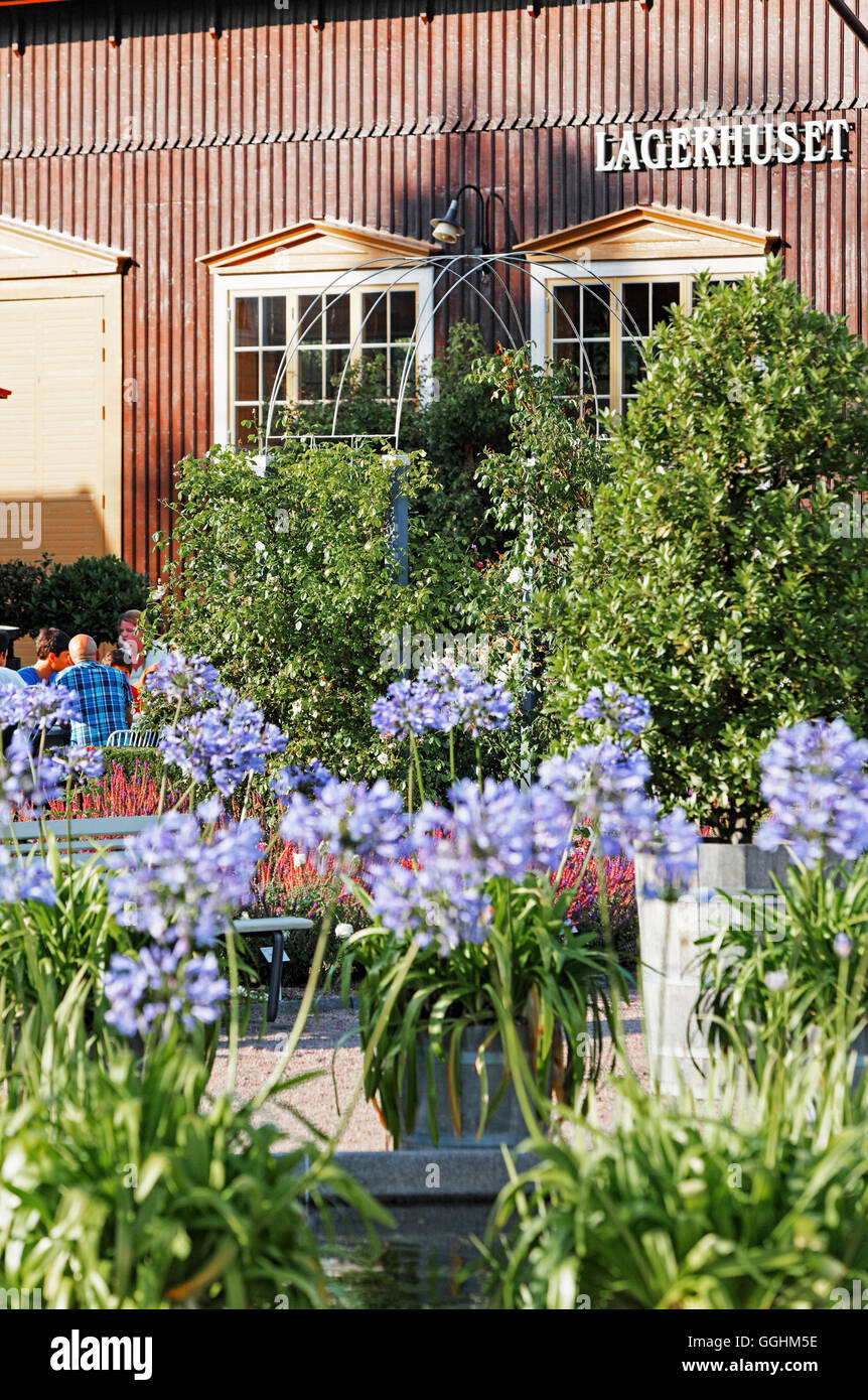 Agapanthus en Tradgardsforeningens Park, el Jardín Botánico, Gotemburgo, Suecia Foto de stock