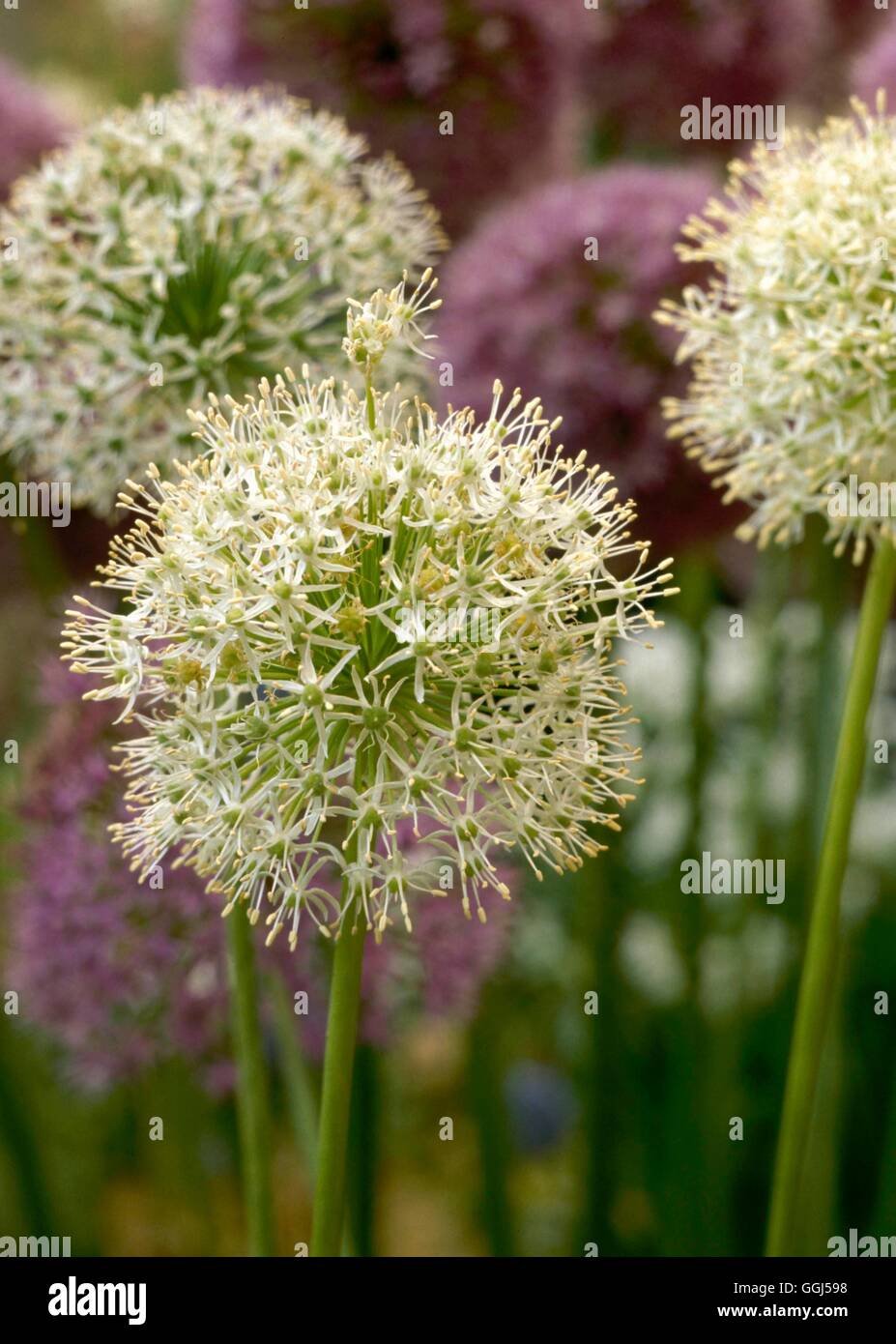 Allium rosenbachianum - 'Álbum' BUL056805 Foto de stock