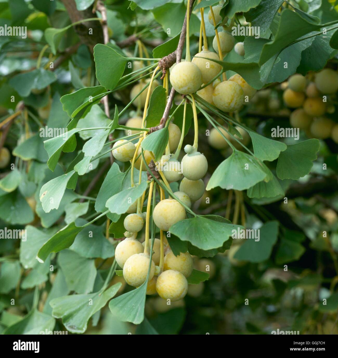 El Ginkgo biloba AGM - mostrando los frutos - hembra con092795 Foto de stock