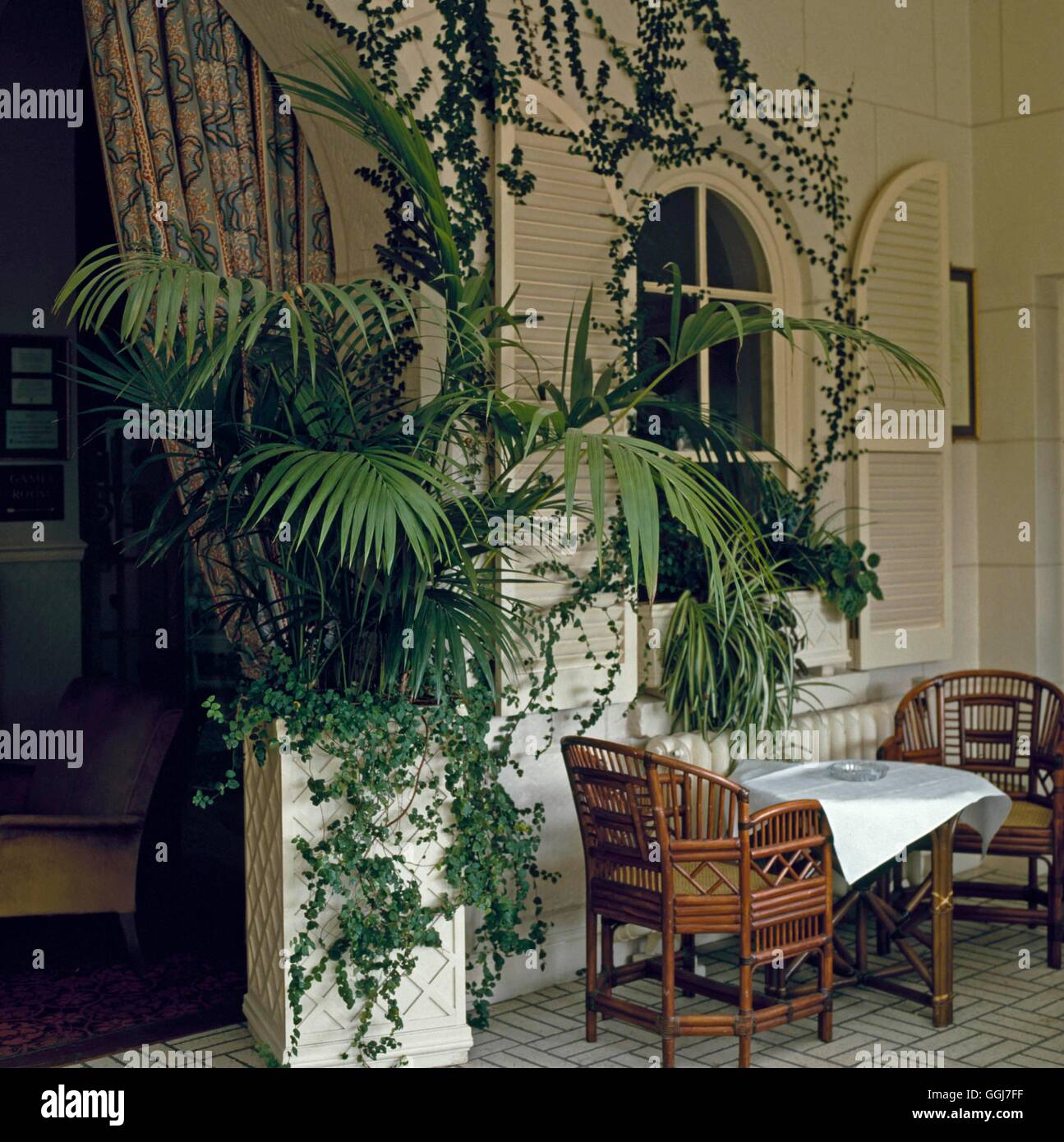 Conservatorio interior -con un gran palm (Howea belmoreana) CSY053415 /ph Foto de stock