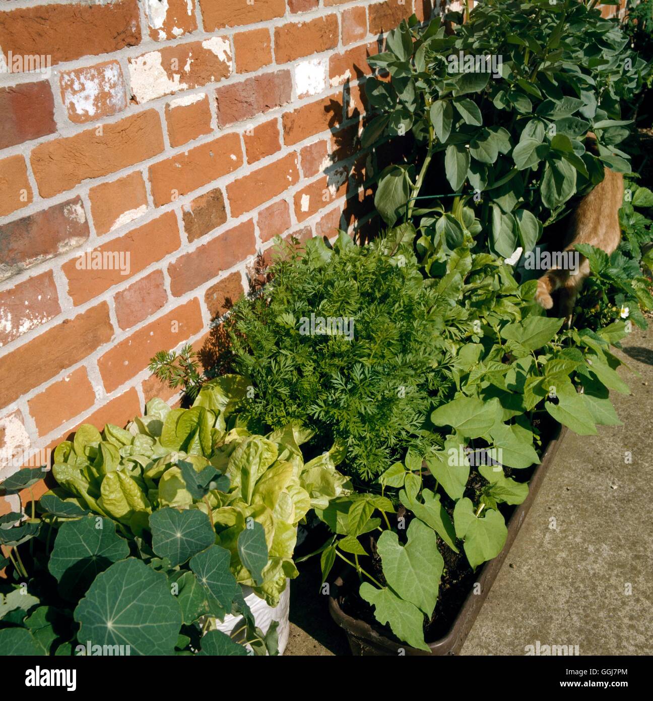 Contenedores - Verduras - plantado con habas Remolacha Zanahorias Judías verdes lechugas y Nasturtuims en primer plano Volver Foto de stock