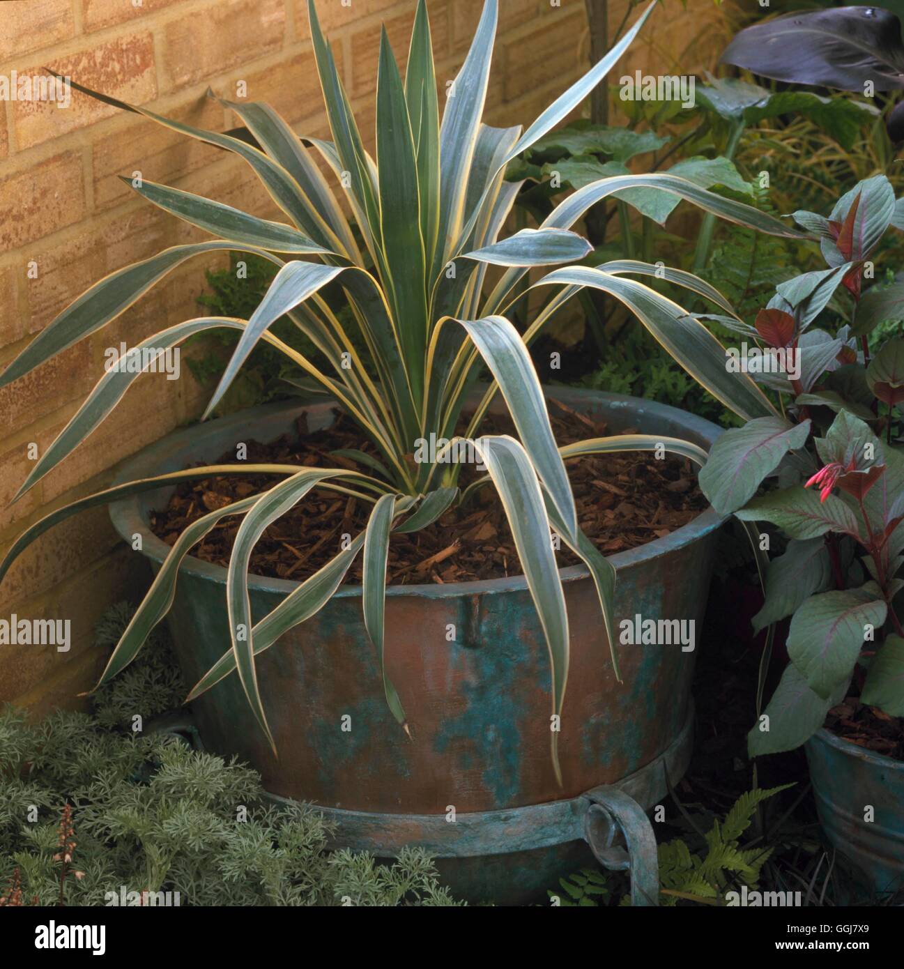 Contenedor - arbustos - plantado con yuca CTR085544 Foto de stock
