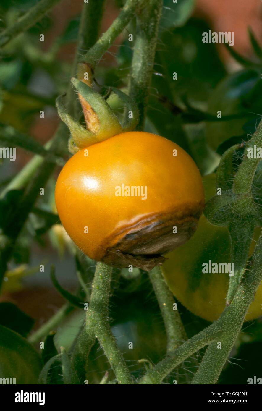 Deficiencia Mineral - deficiencia de calcio causando blossom end rot en tomate 'Uva de Oro'''''' DIS101075 Foto de stock
