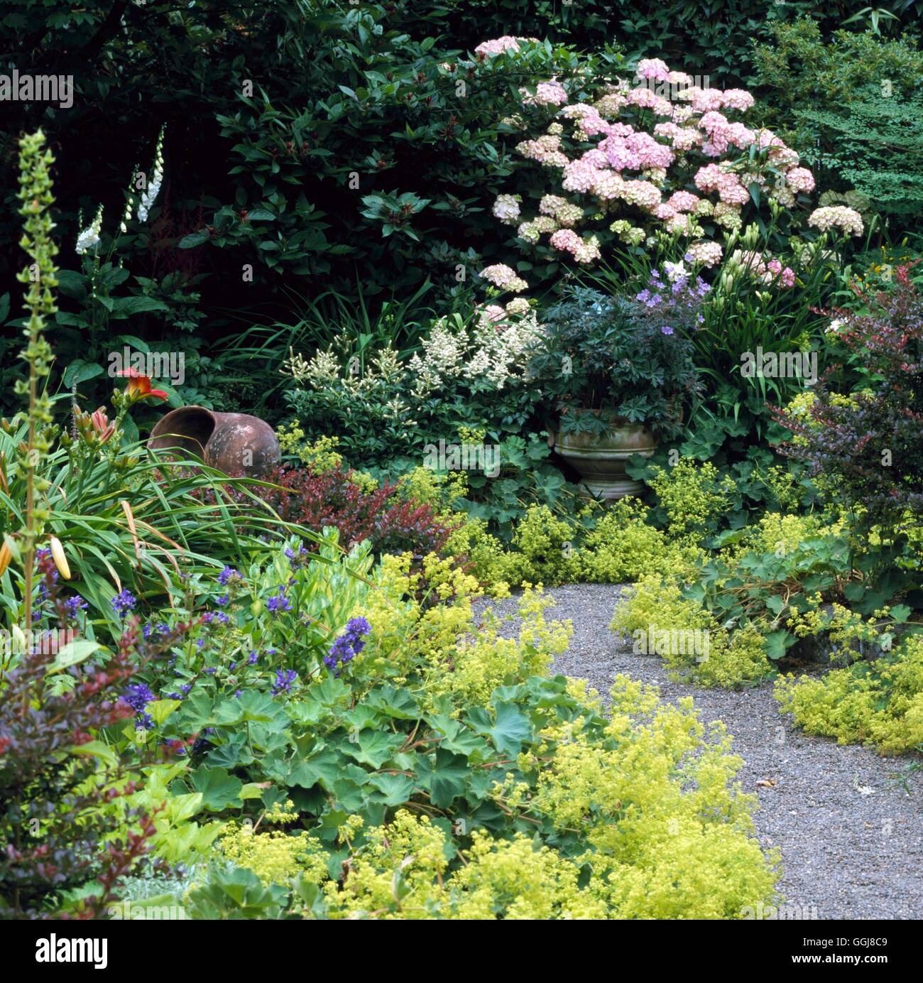 Las plantas - Cantos de Alchemilla Mollis (Jardín de Selby Portland clave USA) EDG101784 fotos Hor Foto de stock