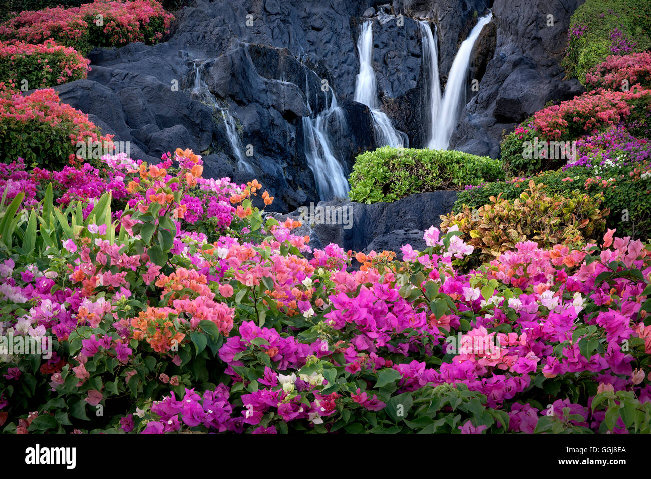 Flores de buganvilla y cascada en el Jardín de Kauai, Hawaii Foto de stock