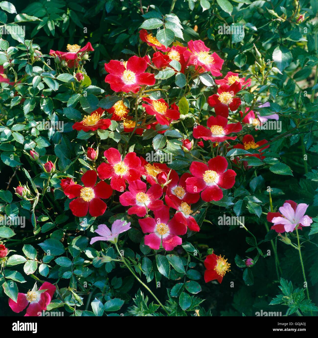 Tapa de tierra rosas - Rosa 'Hampshire' GCR044234 Foto de stock