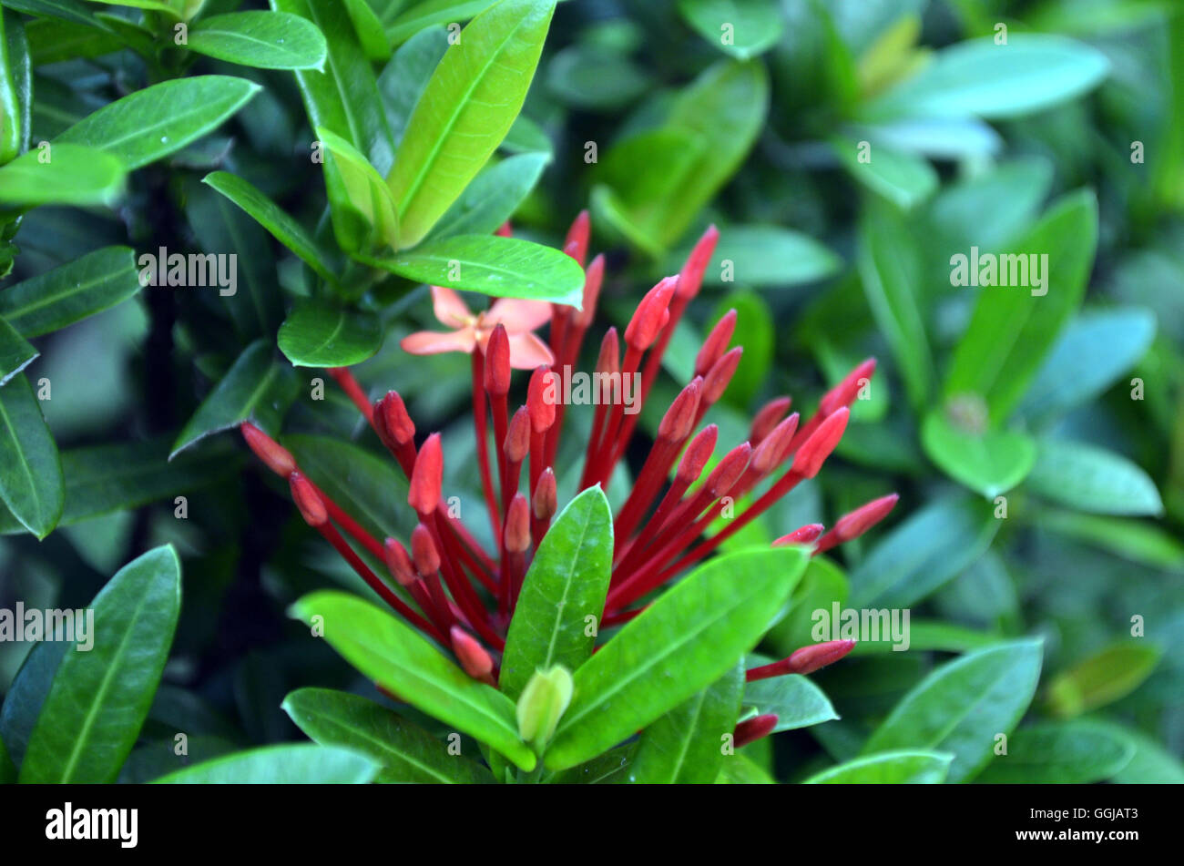 Rojo de flores exóticas en la selva de Tailandia Foto de stock