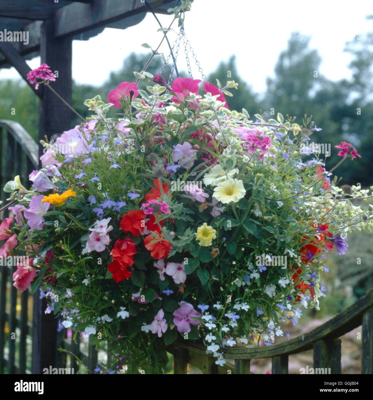 Colgaderas - plantado con Lobelia Petunia Impatiens Verbena y Helichrysum HBA P077945 Foto de stock