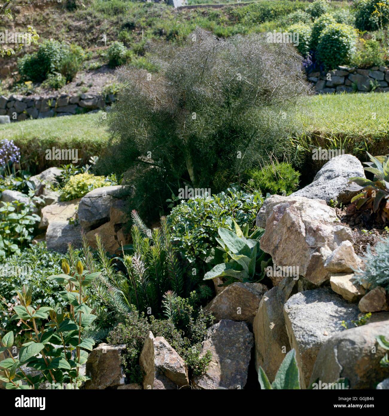 Jardín de Hierbas - en un sitio inclinado/rocalla. HEG020985 Foto de stock