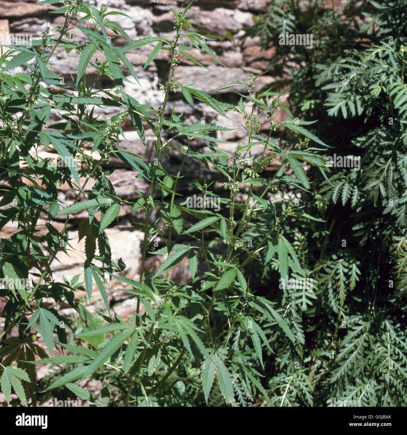 Cannabis - el cáñamo (Cannabis sativa)/''marihuana''/''hachís''' SU084186 Fotos Horticultu' Foto de stock