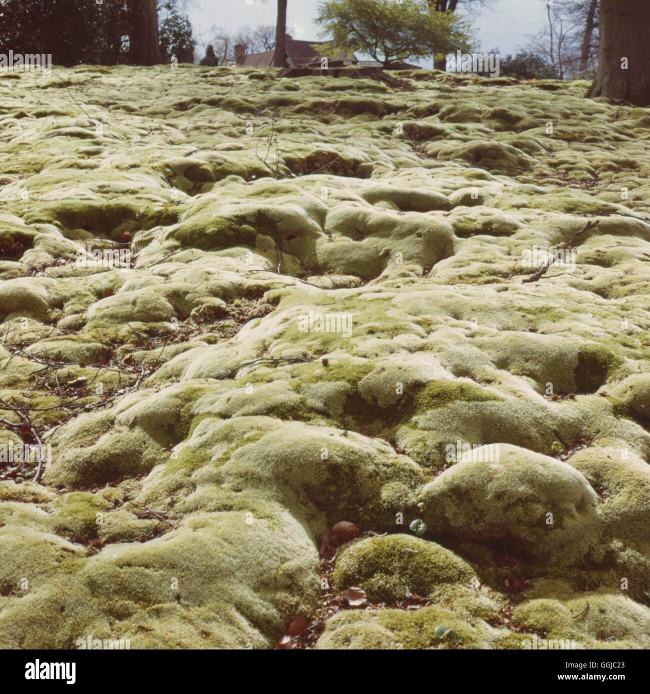 Césped - Native Moss como césped en jardines Savill Windsor.- (Leucobryum glaucum) Ley031394 Fotos Foto de stock