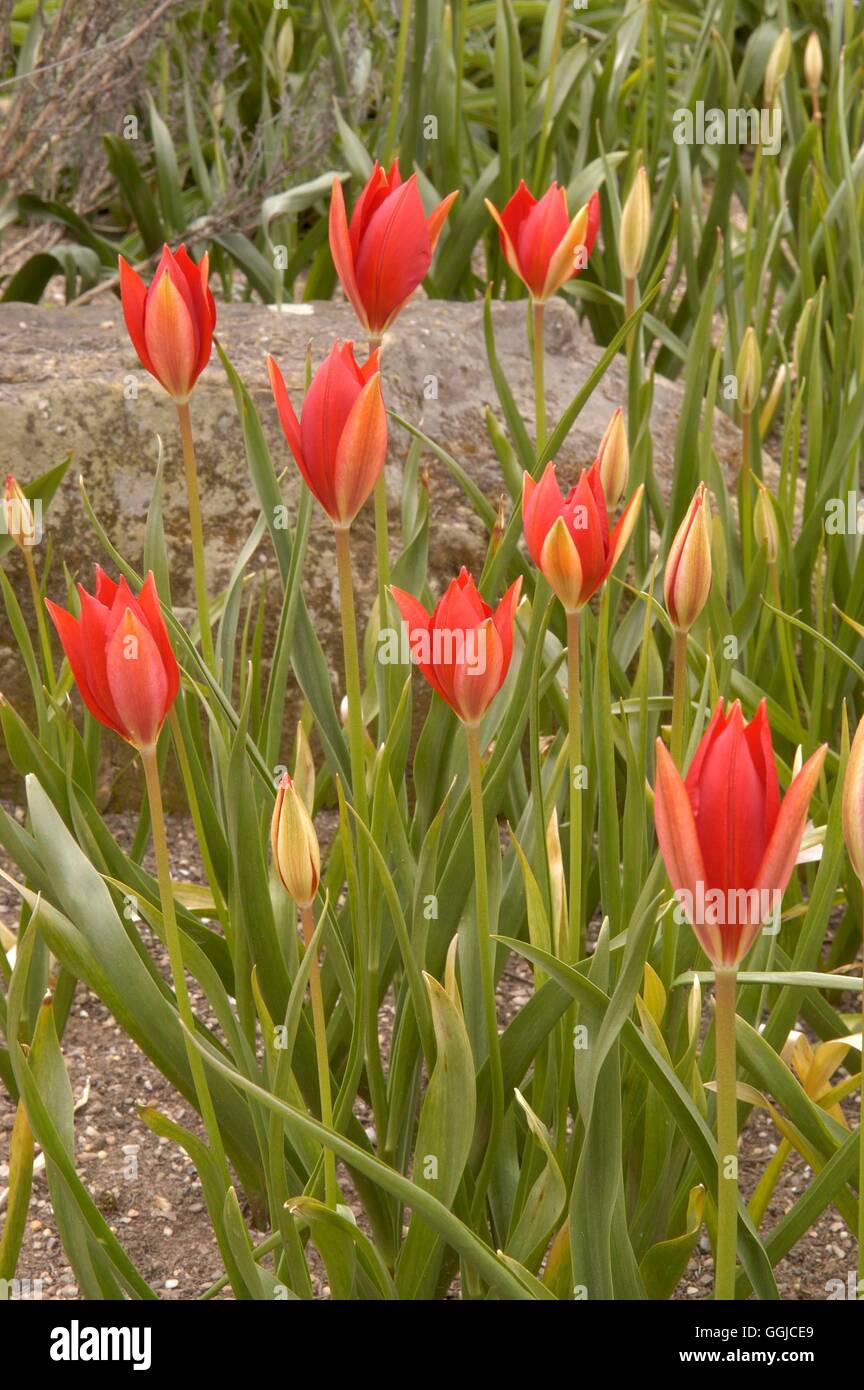 Tulipa sprengeri AGM MIW250256 Foto de stock