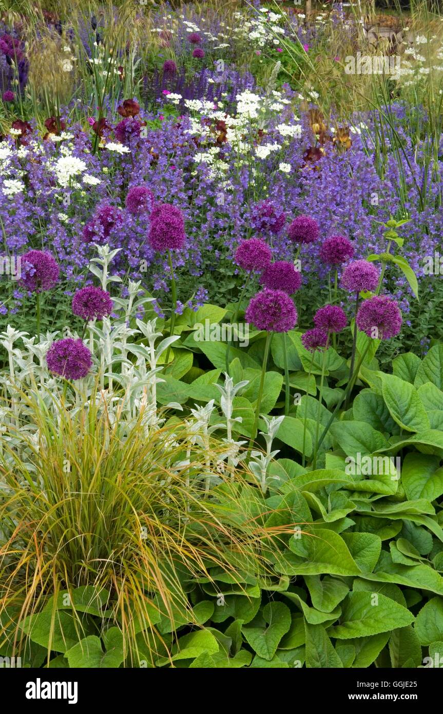La siembra de la pradera- con Iris y Stachys Alliums Nepeta hierbas ornamentales.- - (favor de crédito: Fotos/desiger hortícola a Foto de stock