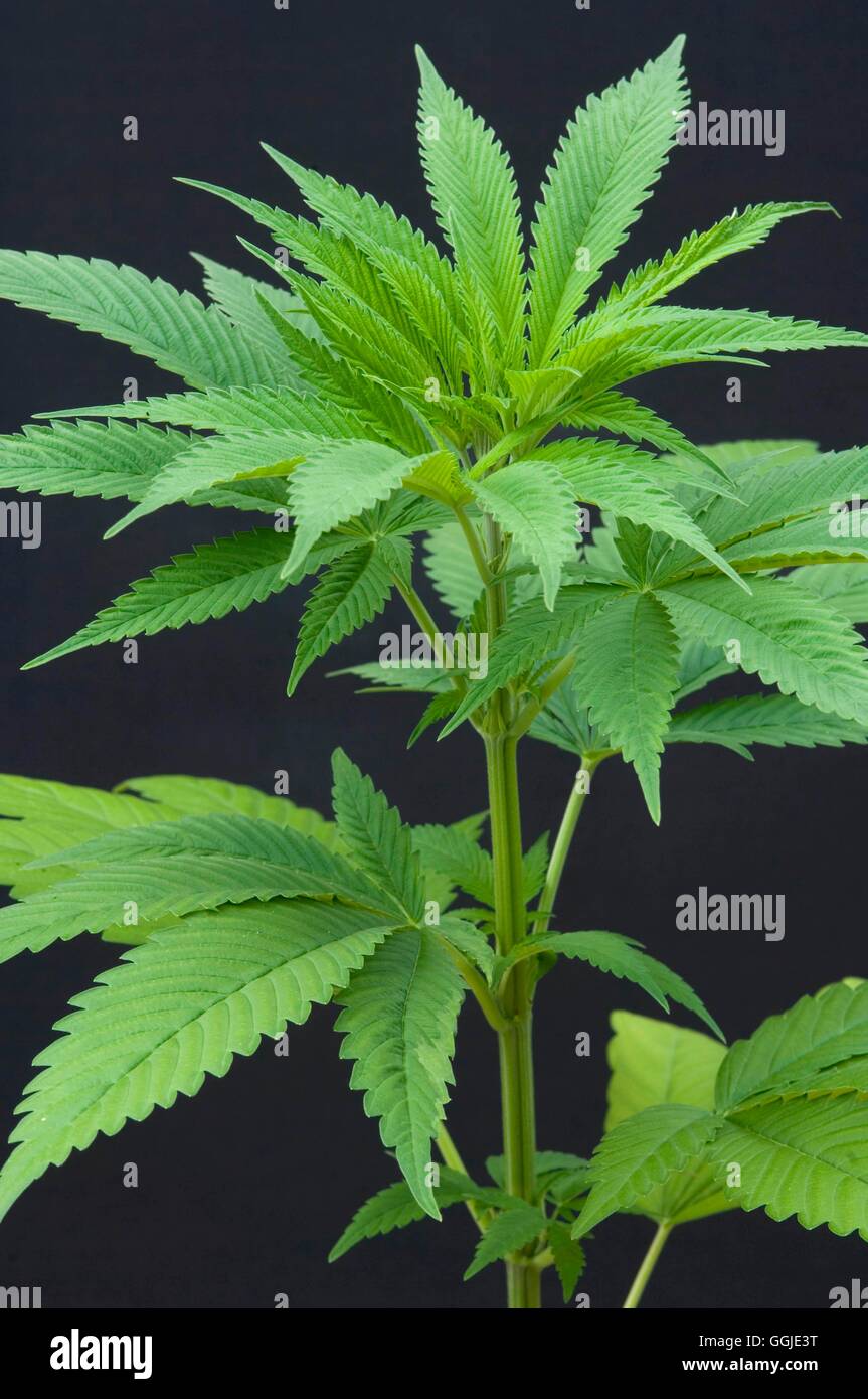 Cannabis sativa- - Marihuana ''Cáñamo'', ''el hachís'', ''Skunk''' MIW251170 Foto de stock