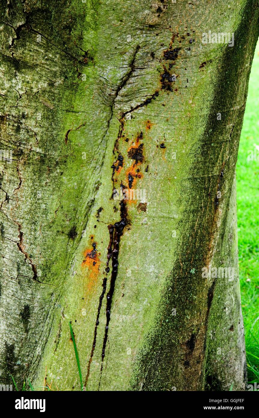 Enfermedad - Castaño sangrado aftas- - (Aesculus hippocastanum) Fotos Horticul MIW251907 Foto de stock