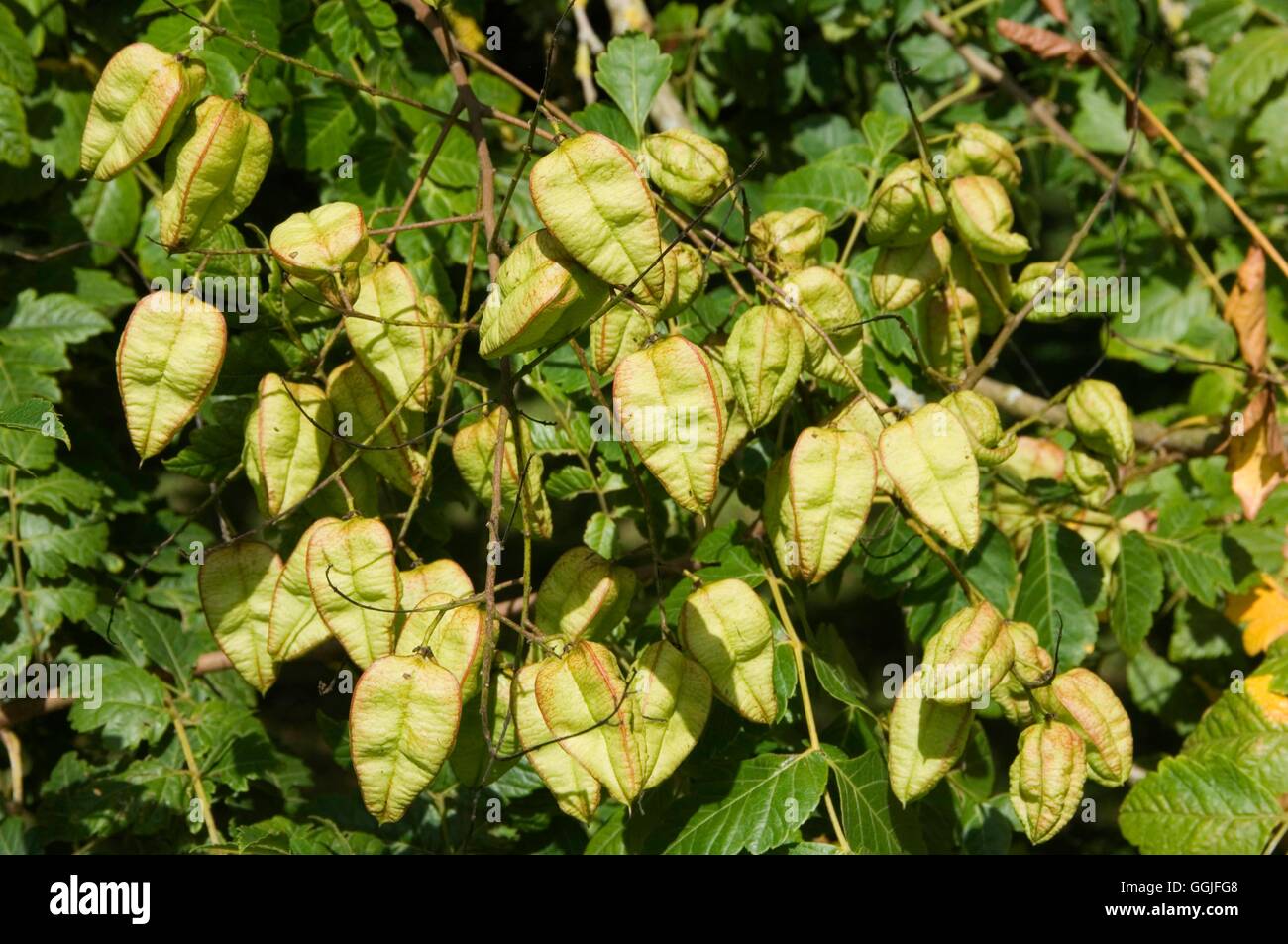 Koelreuteria paniculata - mostrando cabezas de semillas MIW251944 Foto de stock
