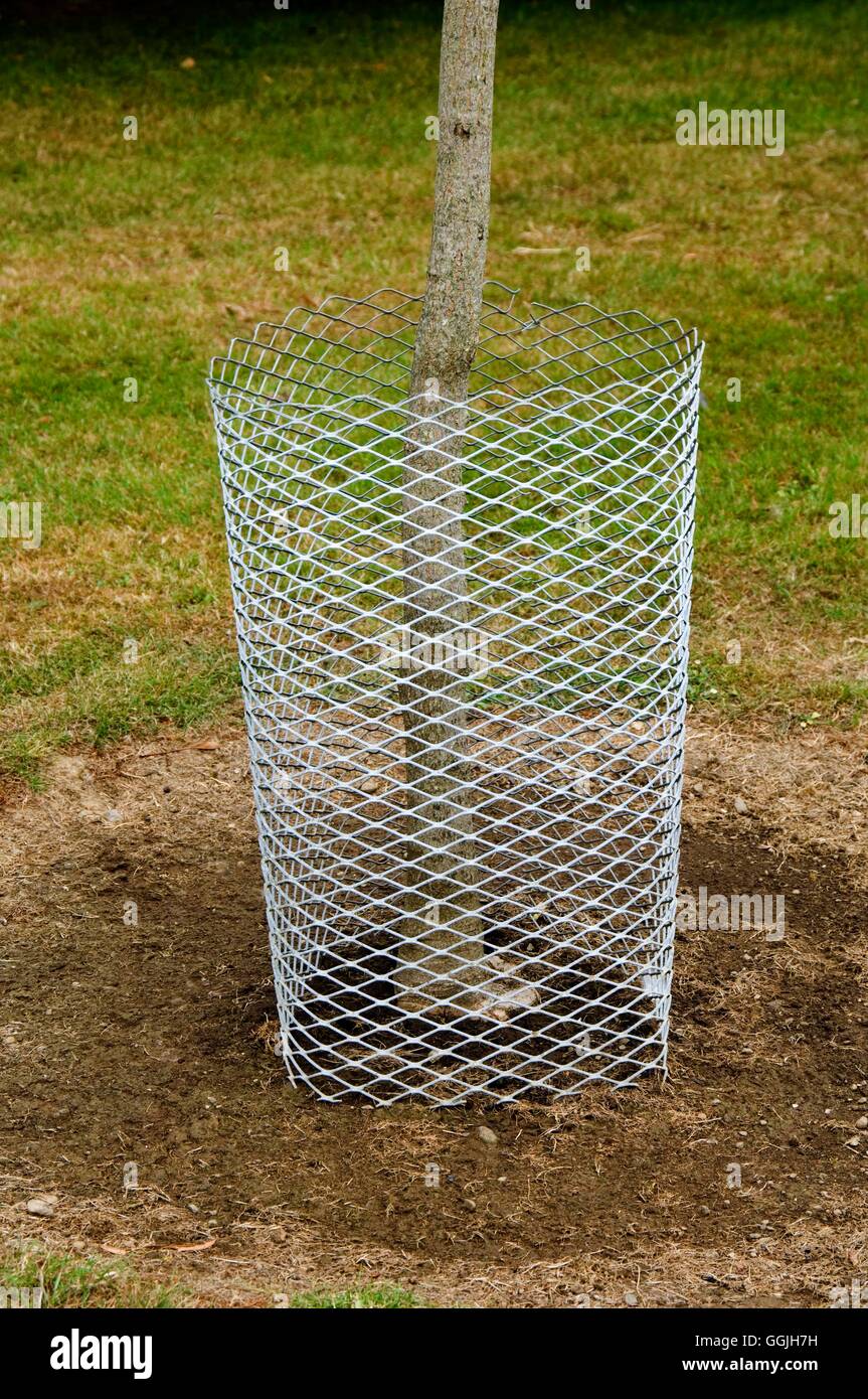 La protección contra las plagas- - El árbol protegido contra los conejos MIW252993 /Phot Foto de stock