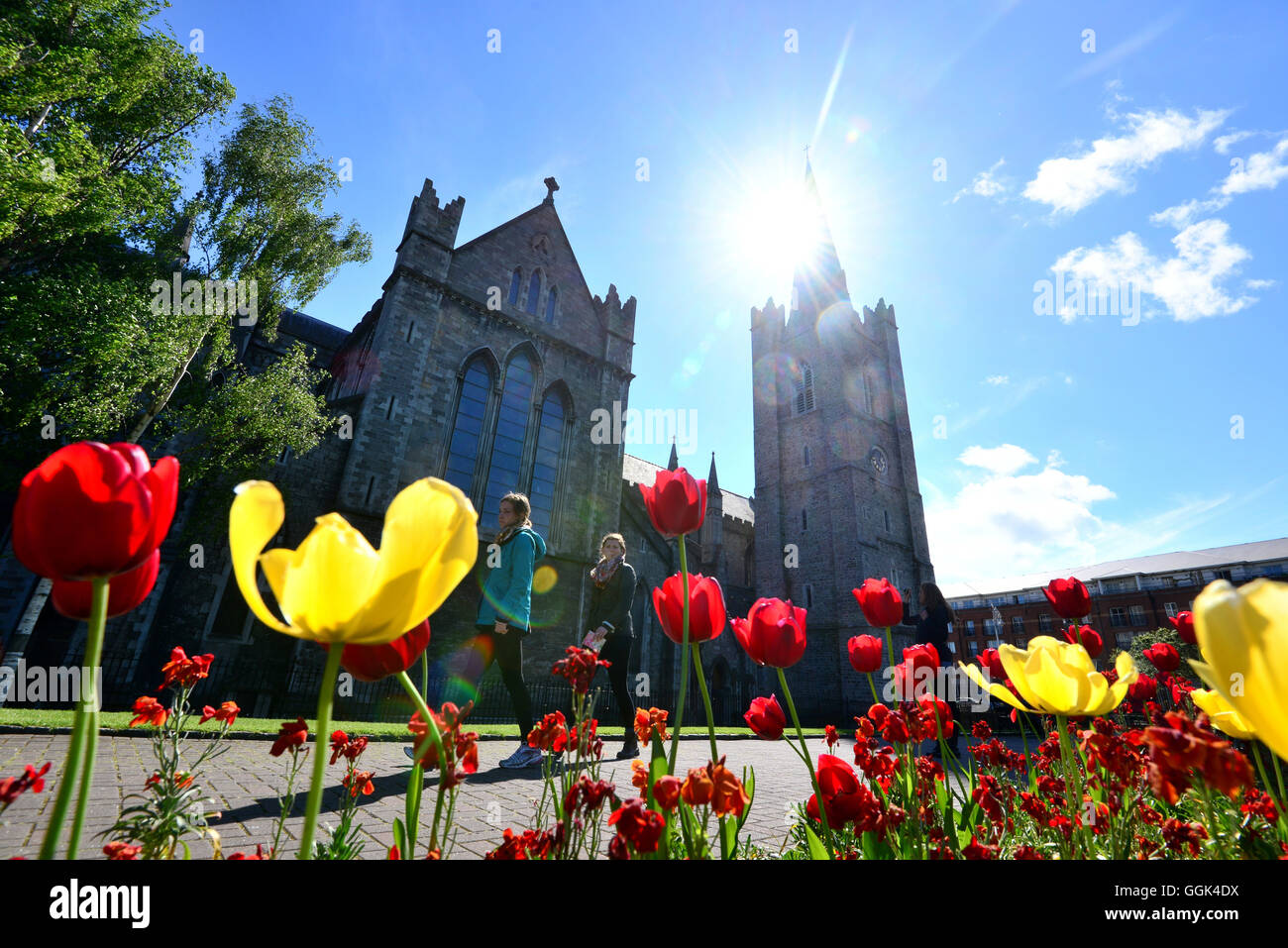 Tulipanes, enfrente de la Catedral de San Patricio, Dublín, Irlanda Foto de stock