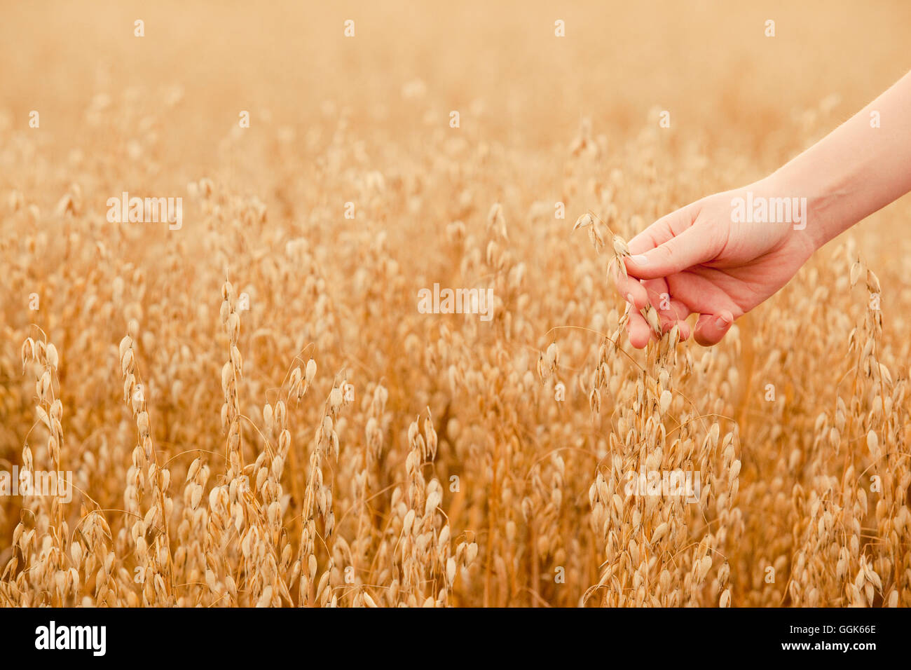 Tocar mano semillas maduras en un campo de avena, Frankenau, Hesse, Alemania, Europa Foto de stock