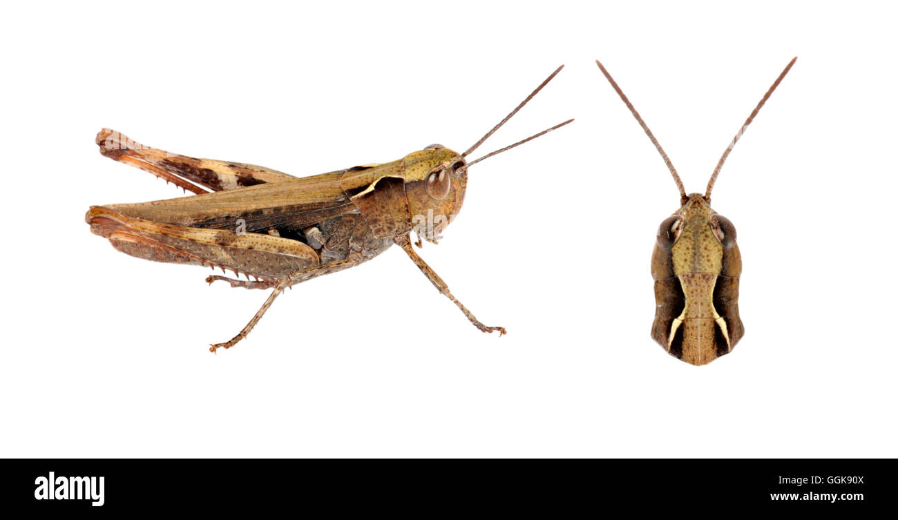 Heath Grasshopper - Chorthippus vagans - hembra Foto de stock
