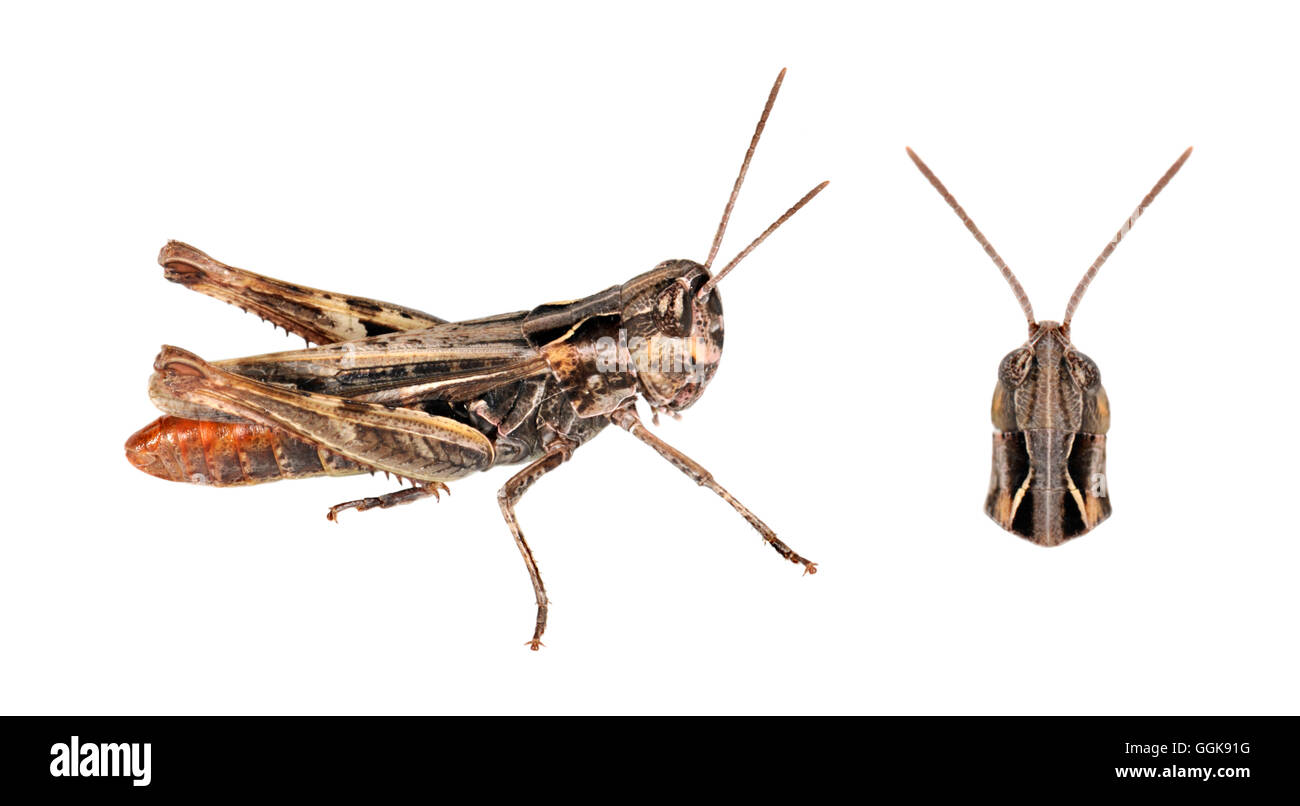 Heath Grasshopper - Chorthippus vagans - macho Foto de stock