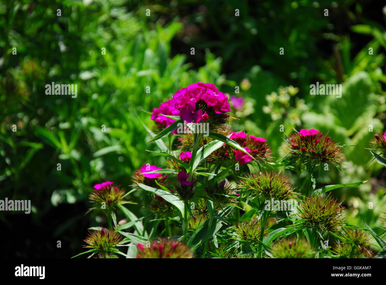 Rosa, dianthus carthusianorum cartujo Foto de stock