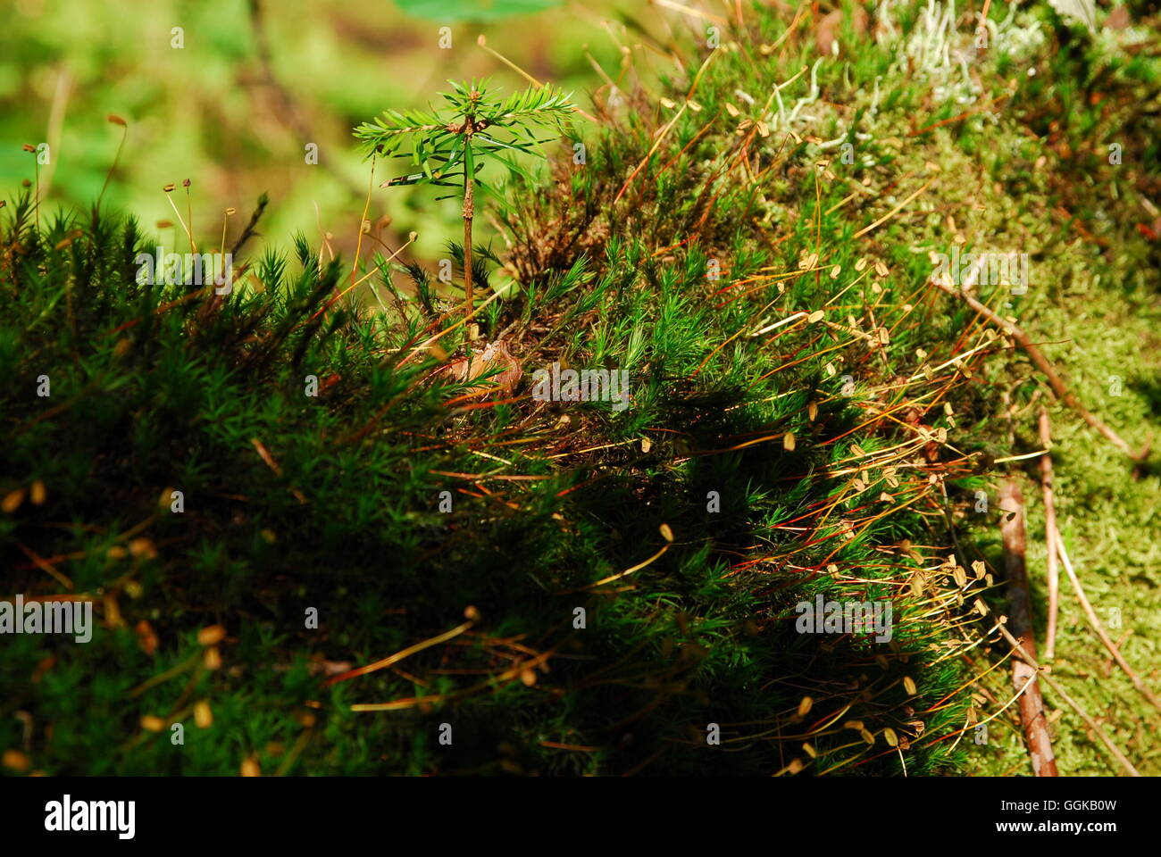 Verde musgo, bryophyta Foto de stock
