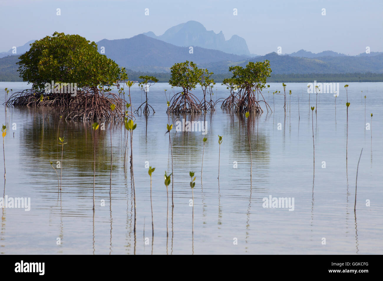 Los manglares de Bahía Honda, cerca de Puerto Princesa, isla de Palawan, Filipinas, Asia Foto de stock