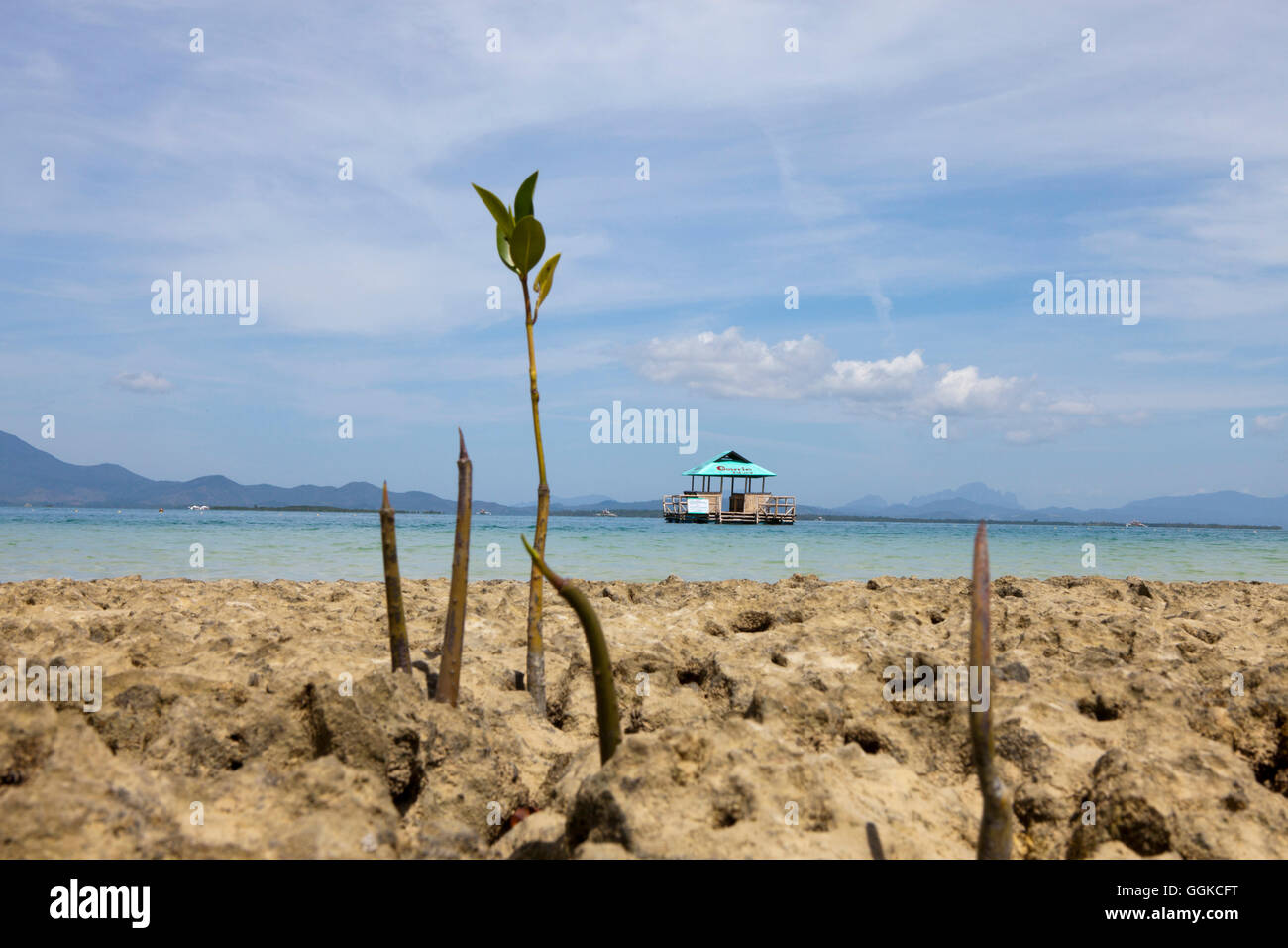 Cowrie isla en Bahía Honda, cerca de Puerto Princesa, isla de Palawan, Filipinas, Asia Foto de stock