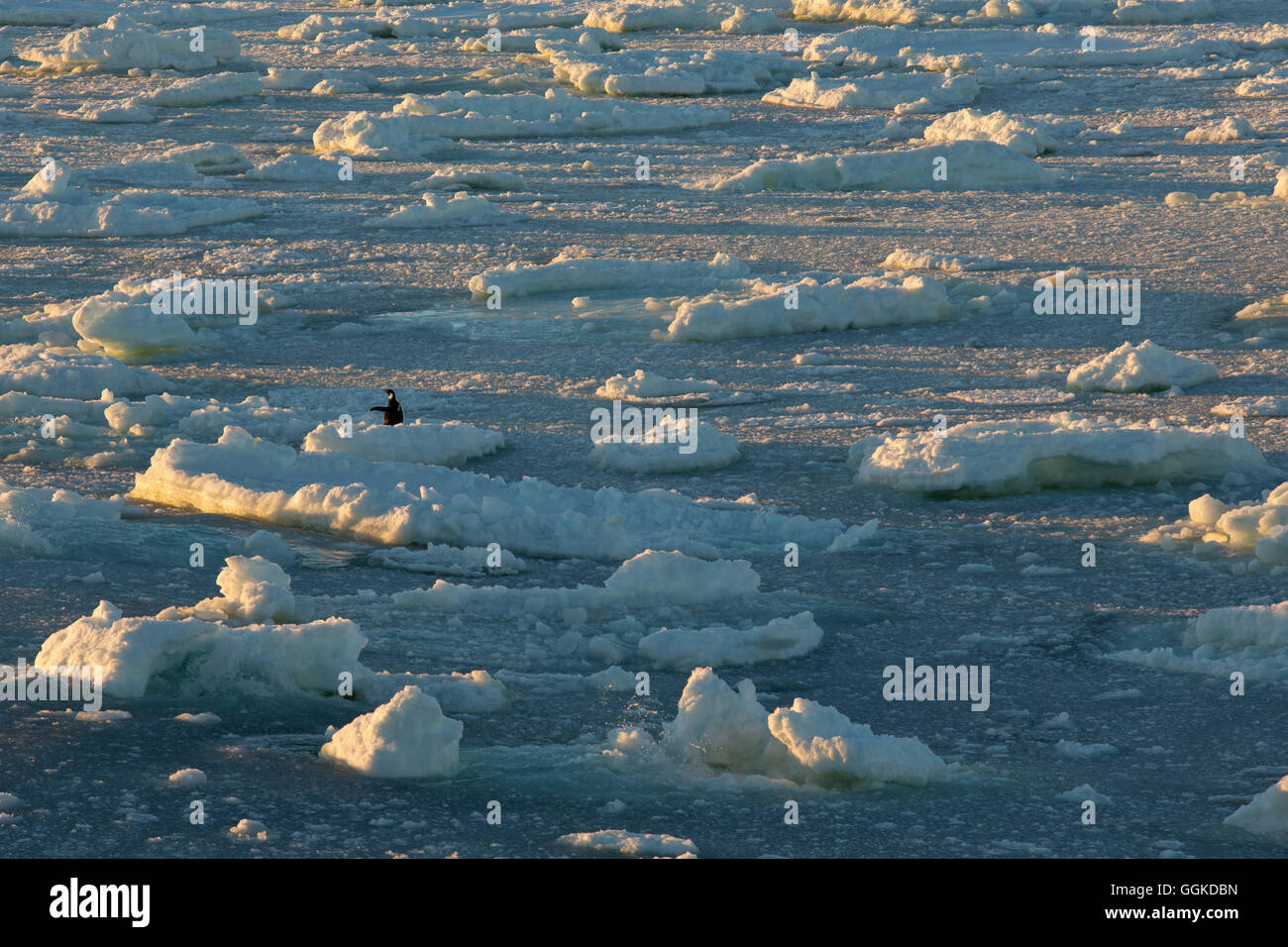 Témpanos de hielo flotando en el agua durante la puesta de sol, un pingüino rey (Aptenodytes patagonicus) mostrando el camino, Bahía Terra Nova, Antarct Foto de stock