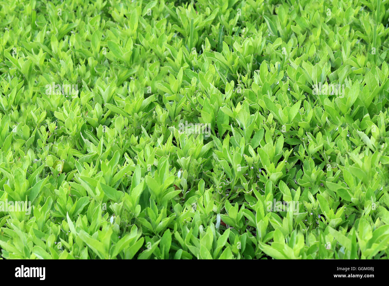 Árbol de hoja verde jardín tropical para el diseño de fondo de la naturaleza. Foto de stock