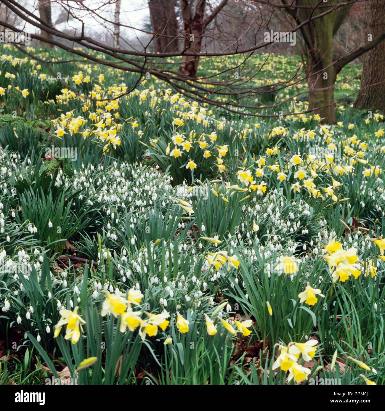 Naturalizado bombillas- - campanilla de las nieves y narcisos (Galanthus y Narcissus) - (Por favor credit: Fotos Hort/Real Jardín Botánico de Kew) NAB10 Foto de stock