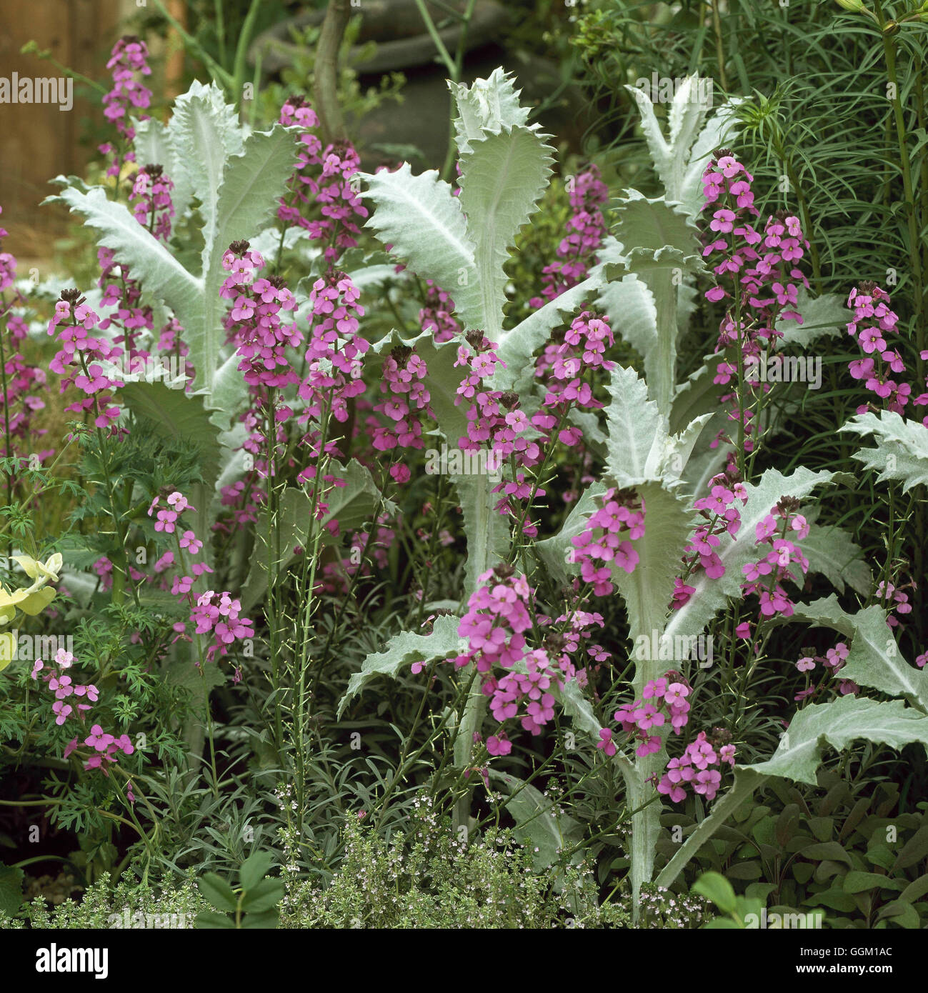 Asociación de plantas- con 'Erysimum Bowles'' de color malva y AGM Onopordum PAS Fotos Horticult111034 Foto de stock