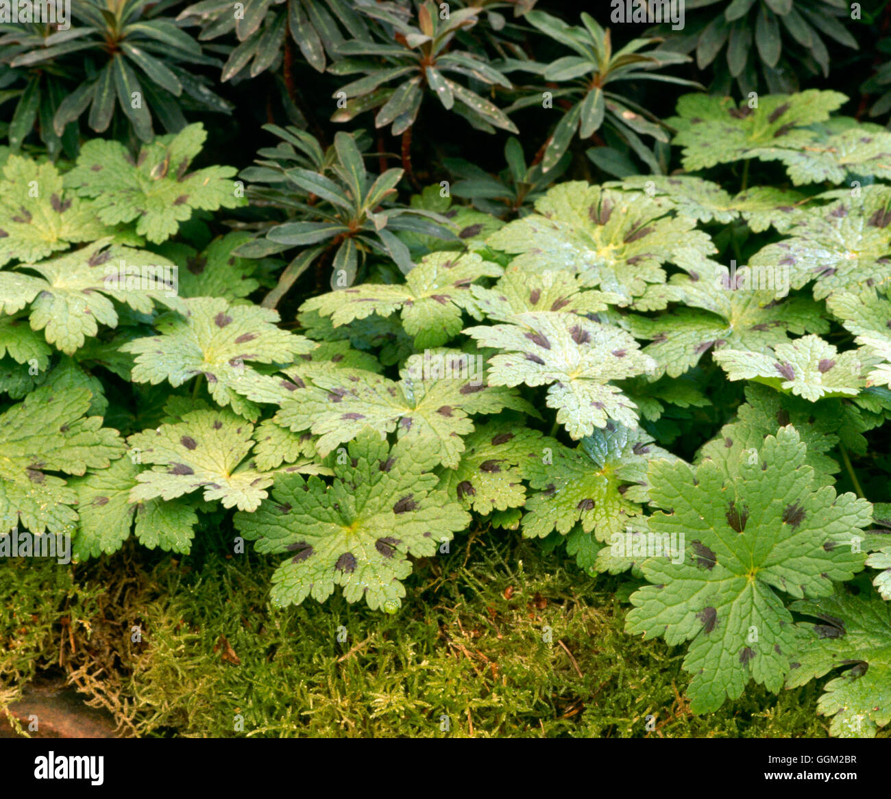 Geranium x monacense - mostrando el follaje por059037 Foto de stock