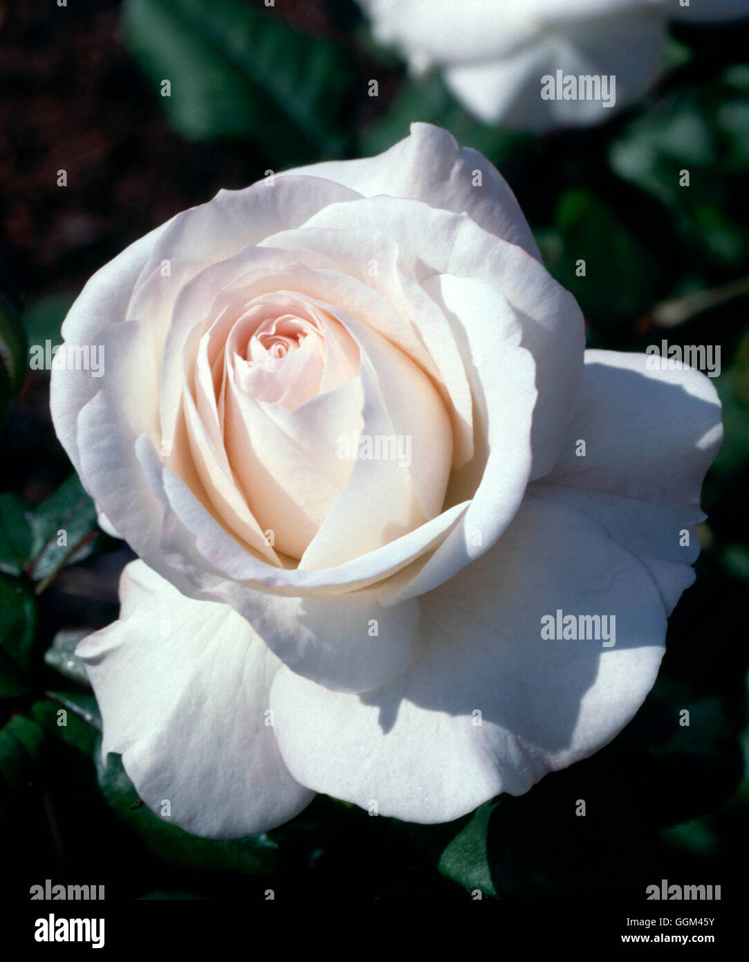 Rosa - 'Inglés' (Miss Floribunda) RFL001994 Foto de stock
